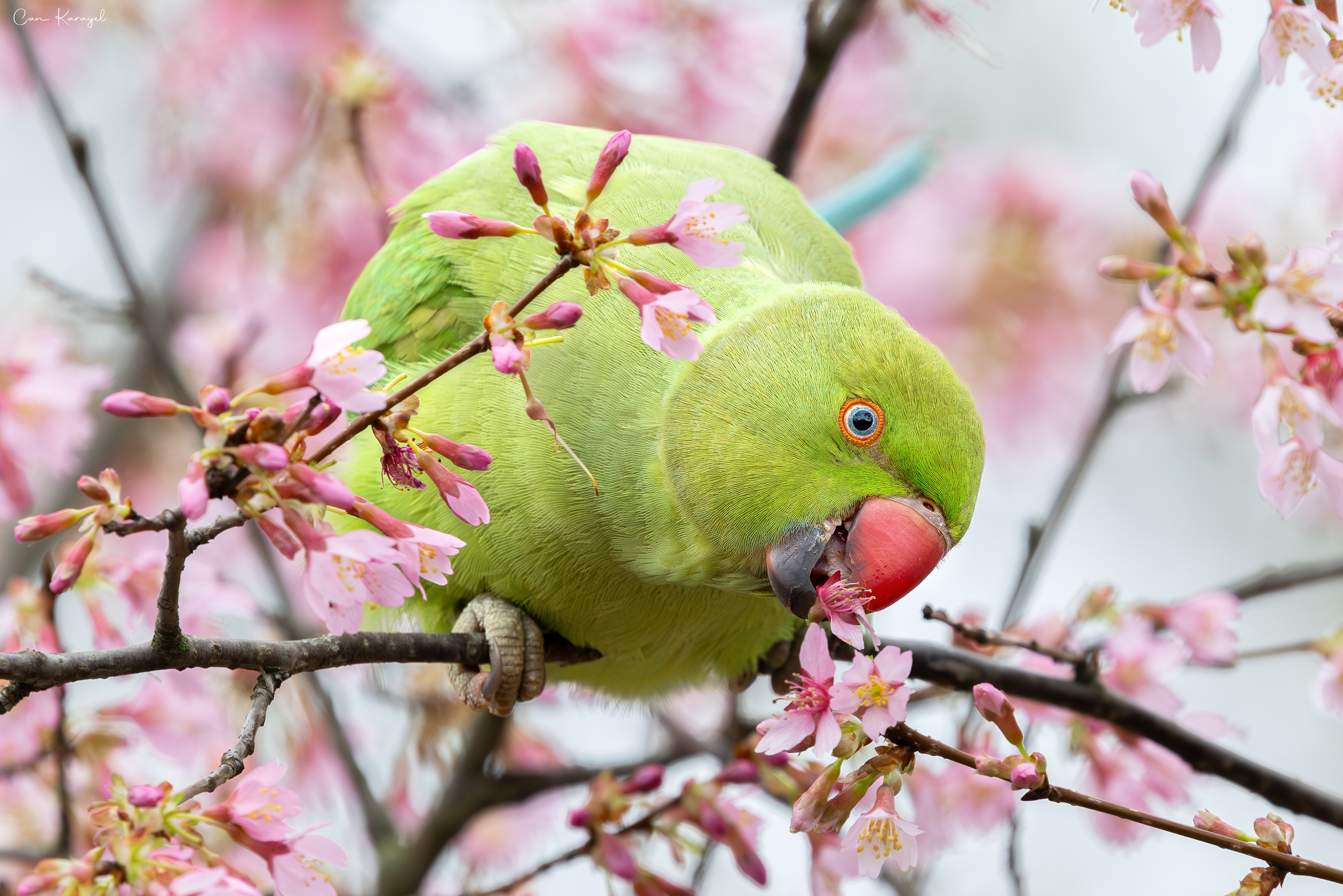 Rose-rınged Parakeet / london