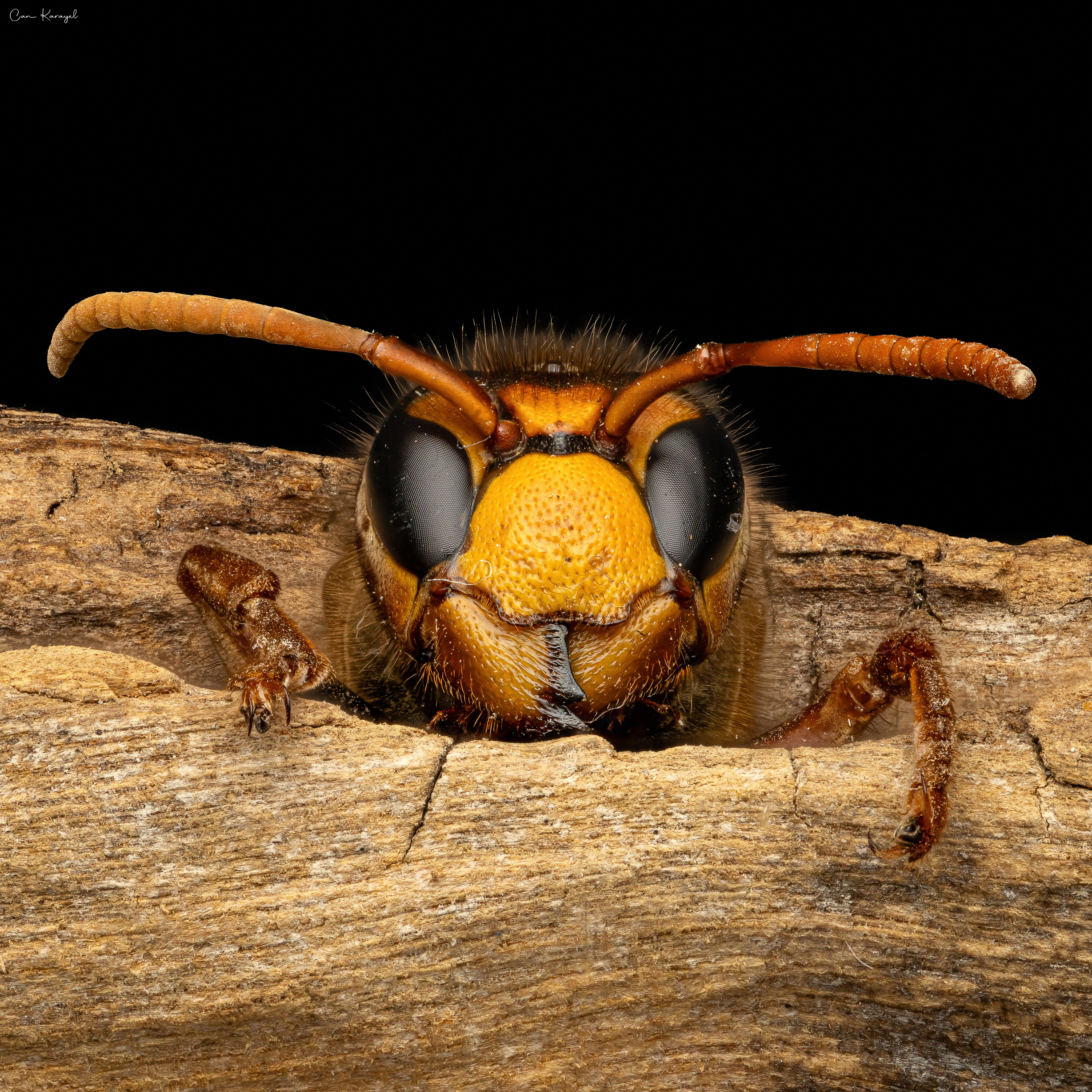 European Hornet (Vespa crabro)