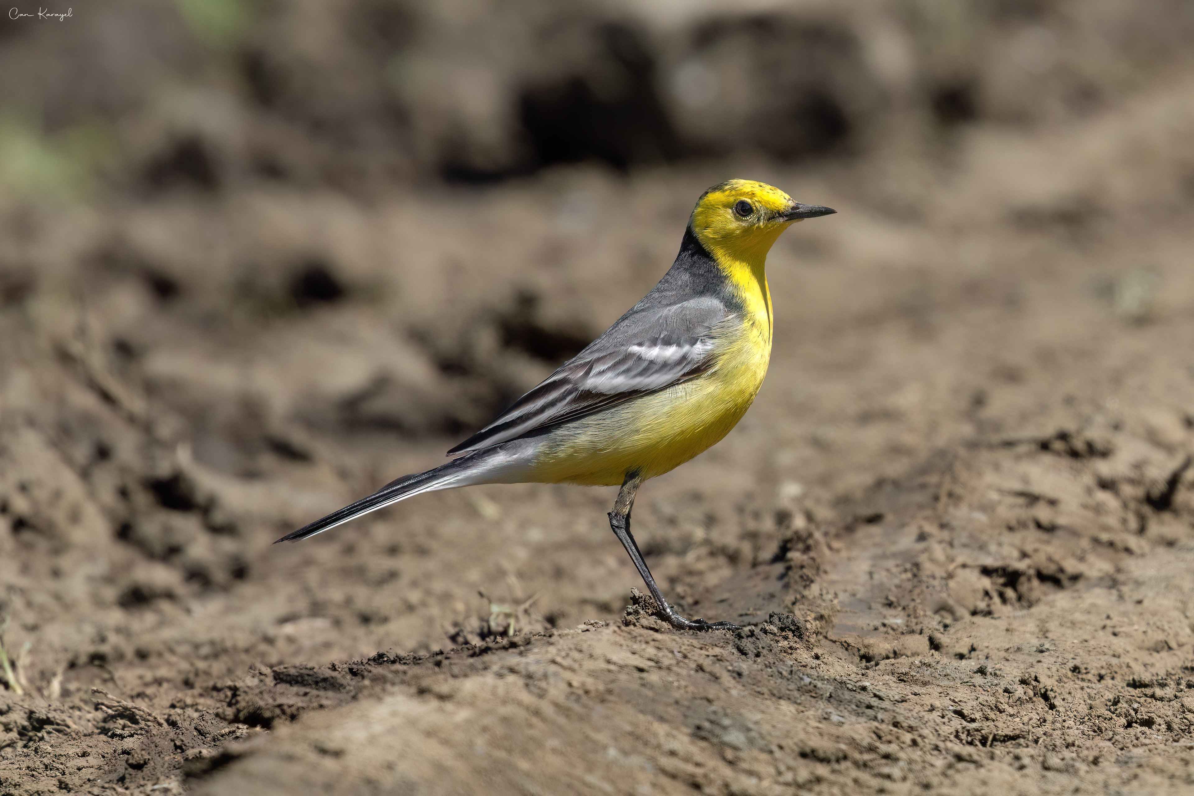 Cıtrıne Wagtaıl / ıstanbul
