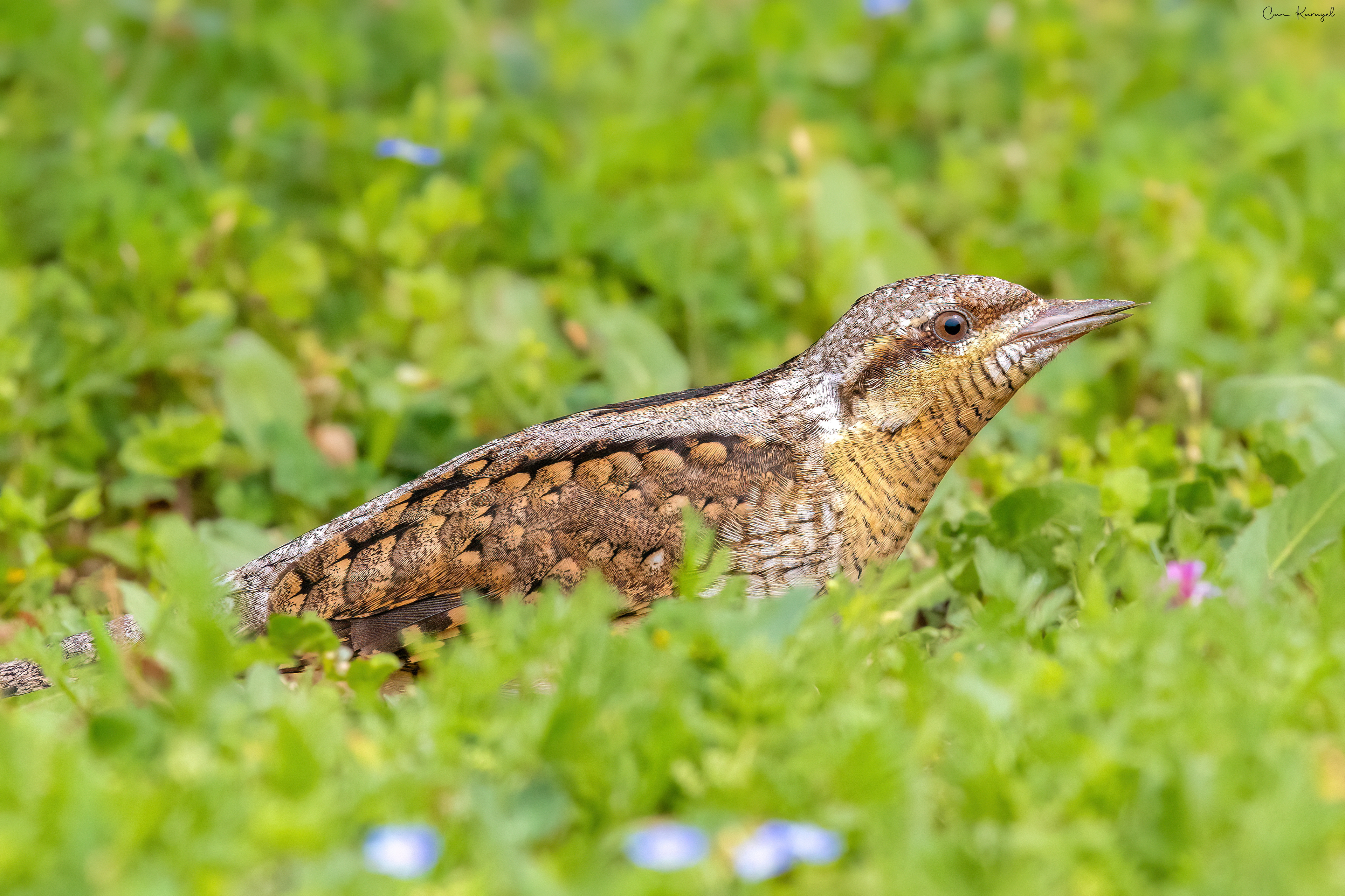 Eurasıan Wryneck / ıstanbul