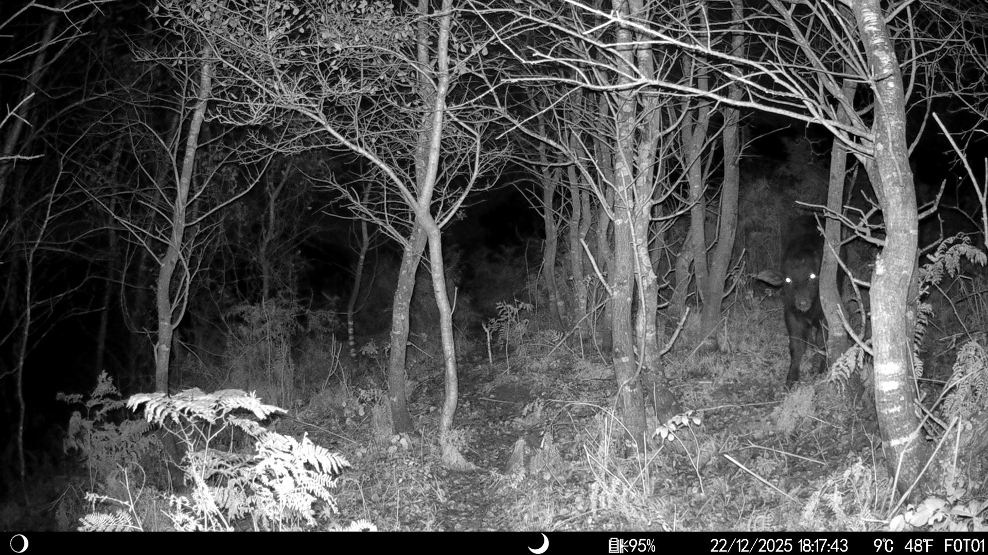 Asıan water buffalo (wıld) / ıstanbul