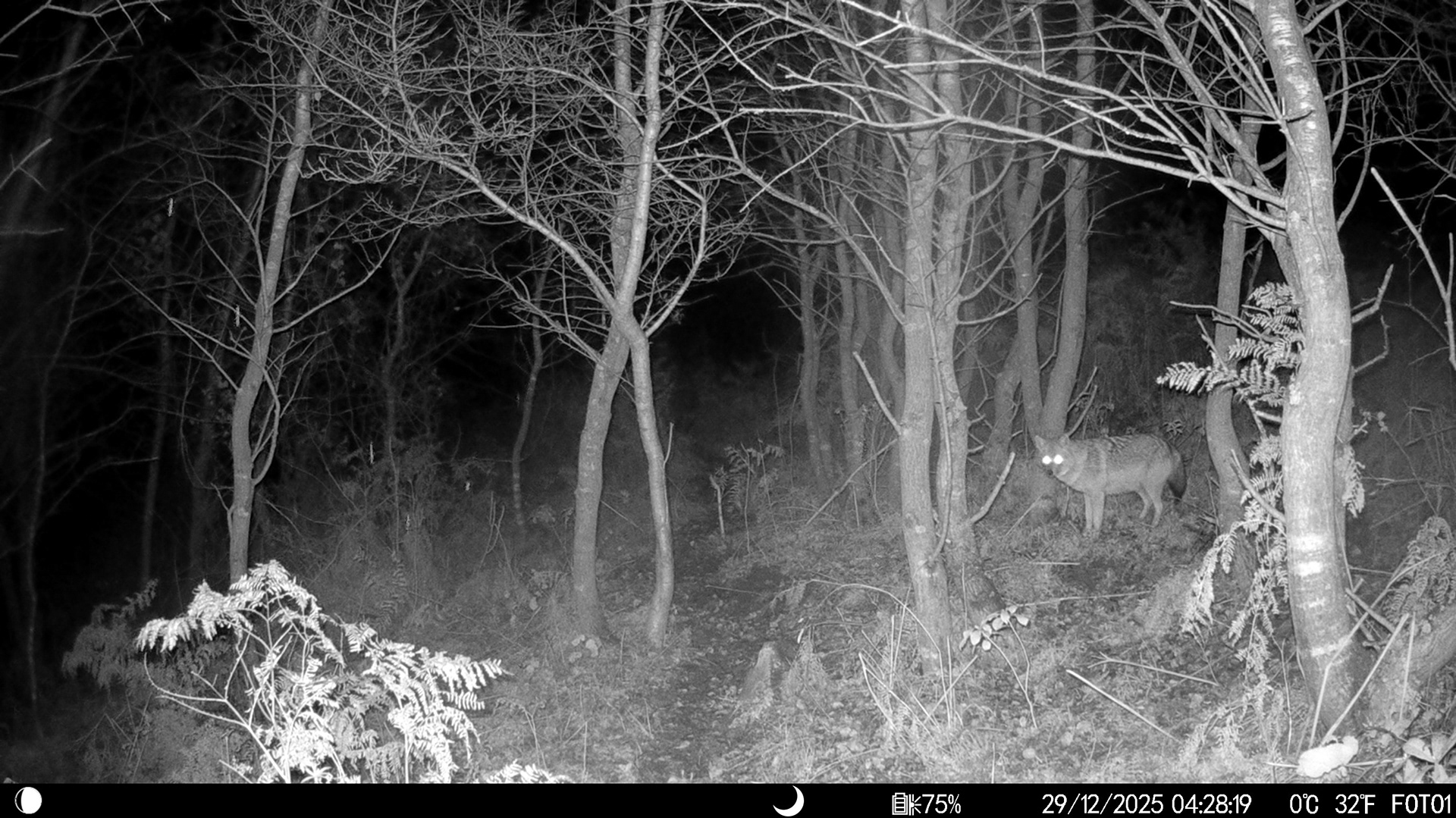 Golden Jackal / ıstanbul