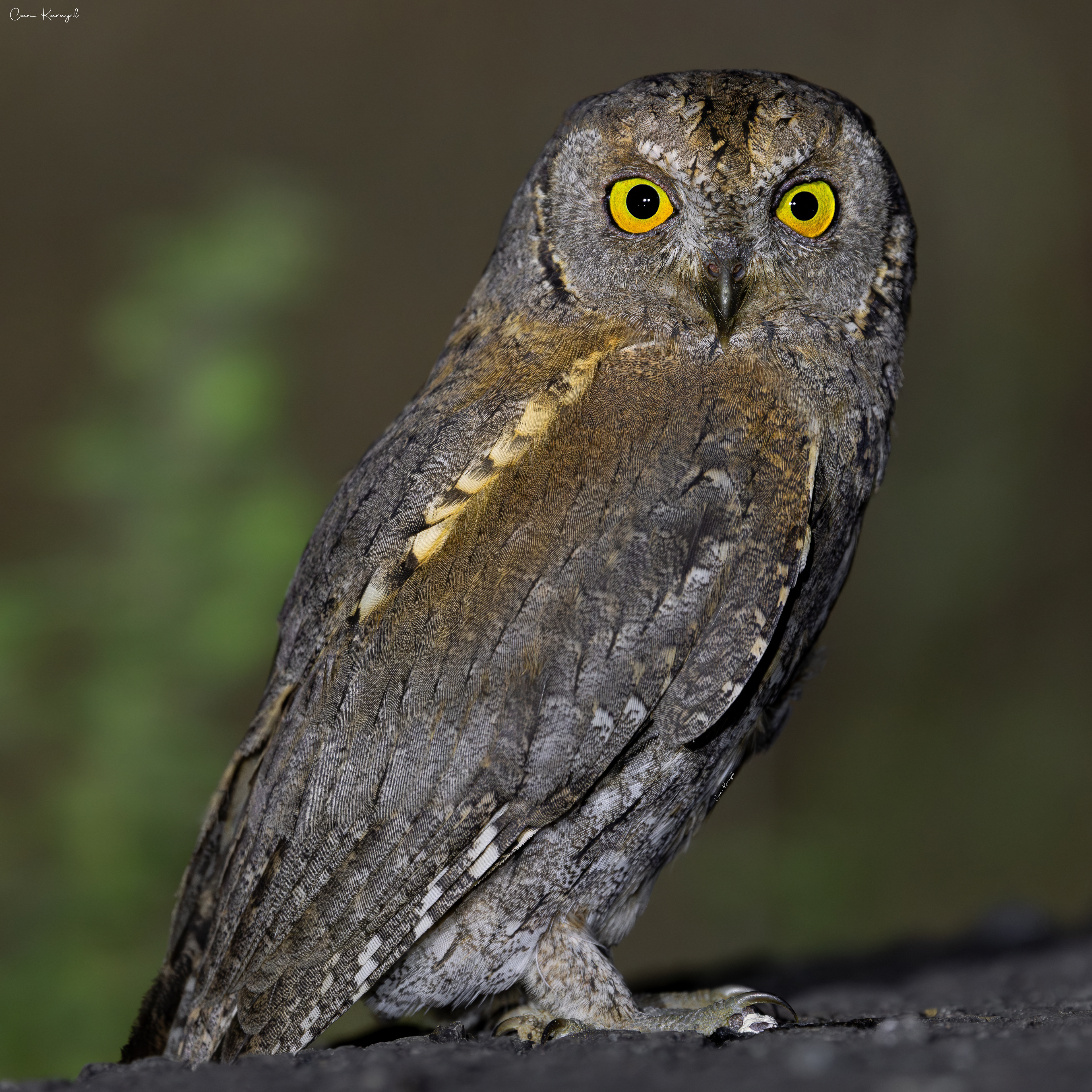 Eurasıan Scops Owl / Istanbul