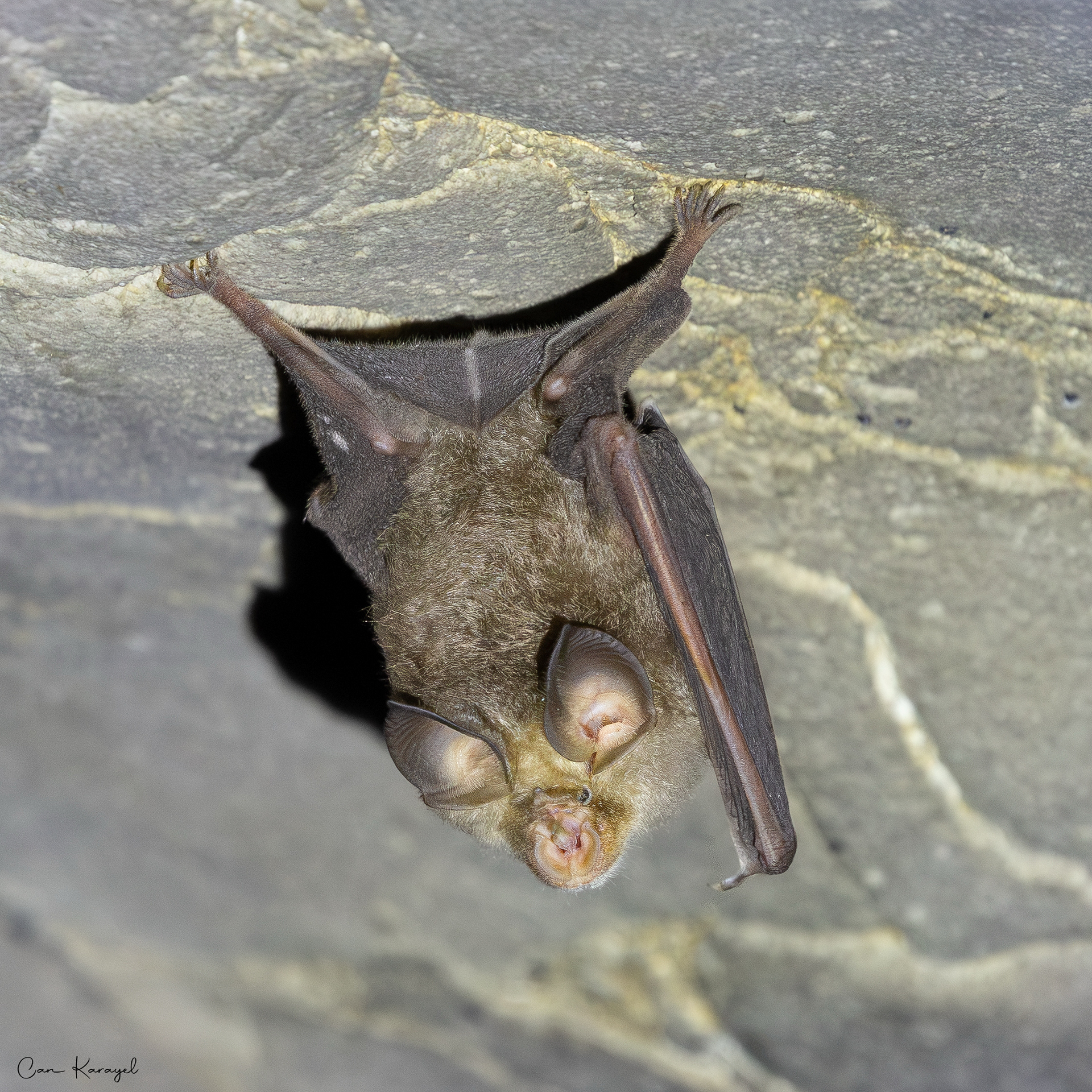 Medıterranean Horseshoe Bat (Rhınolophus euryale) / Istanbul