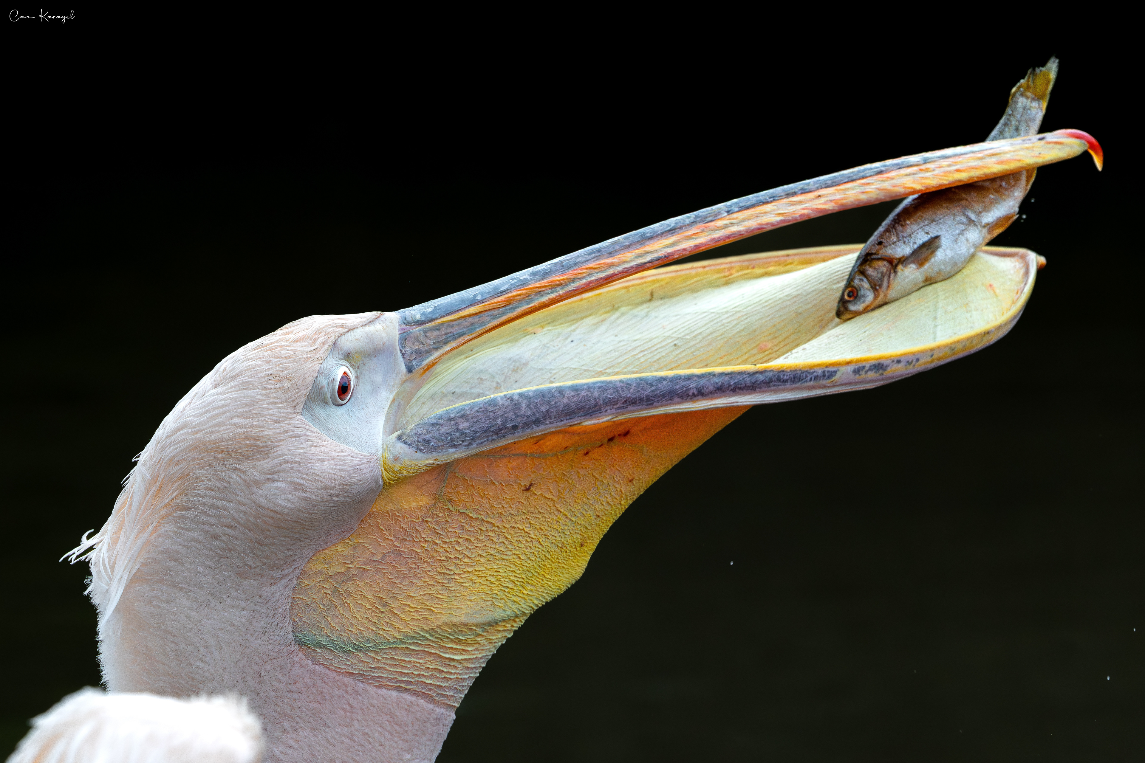 Great Whıte Pelıcan / london