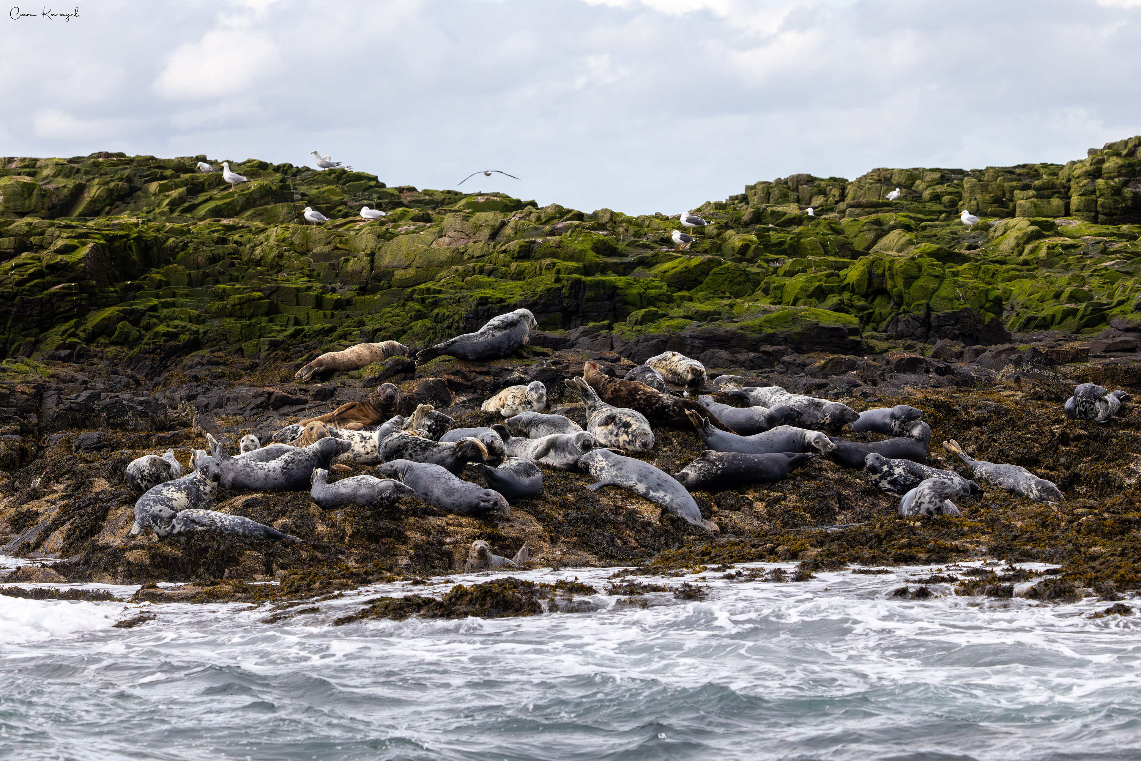 Grey Seal / Northumberland