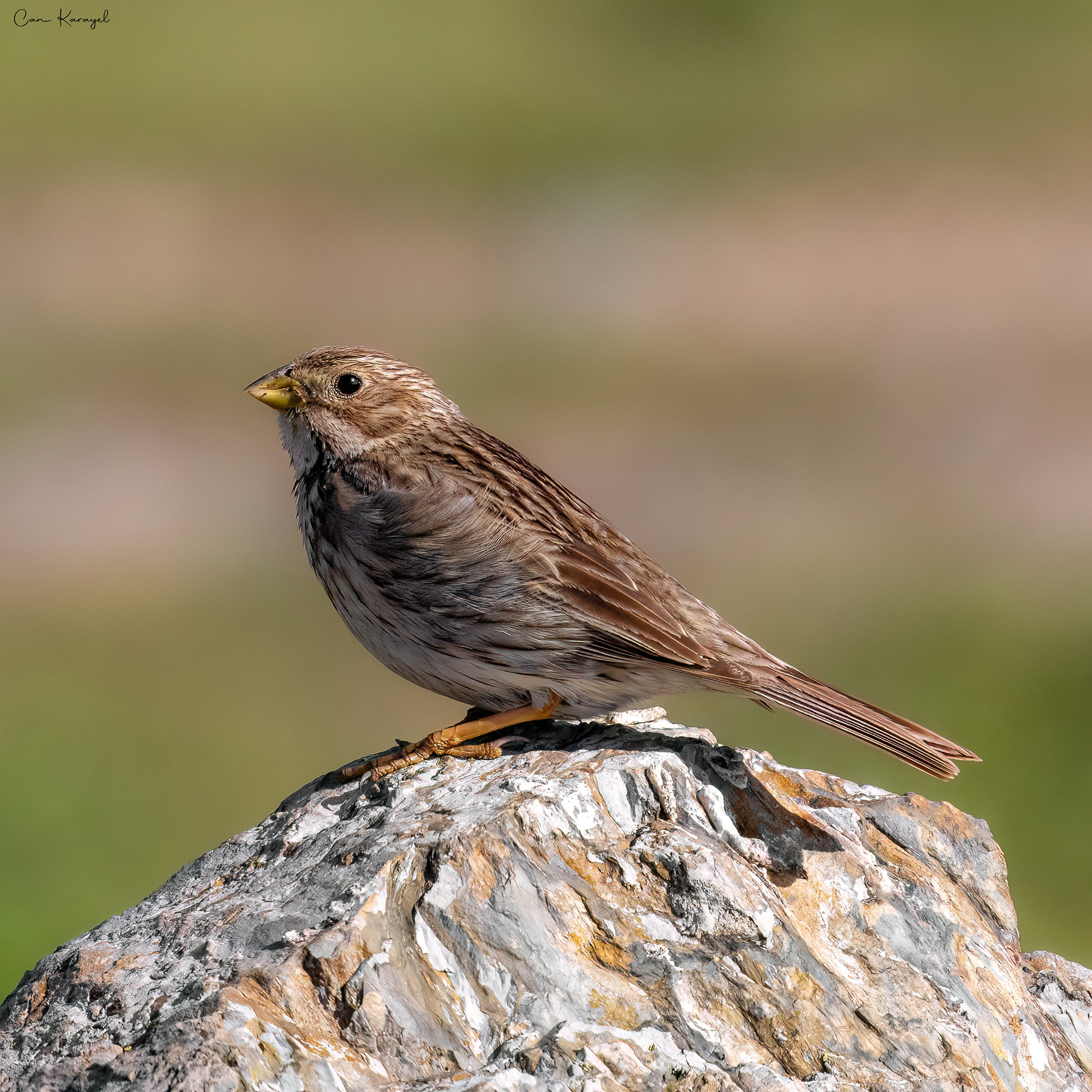 Corn Buntıng / ıstanbul