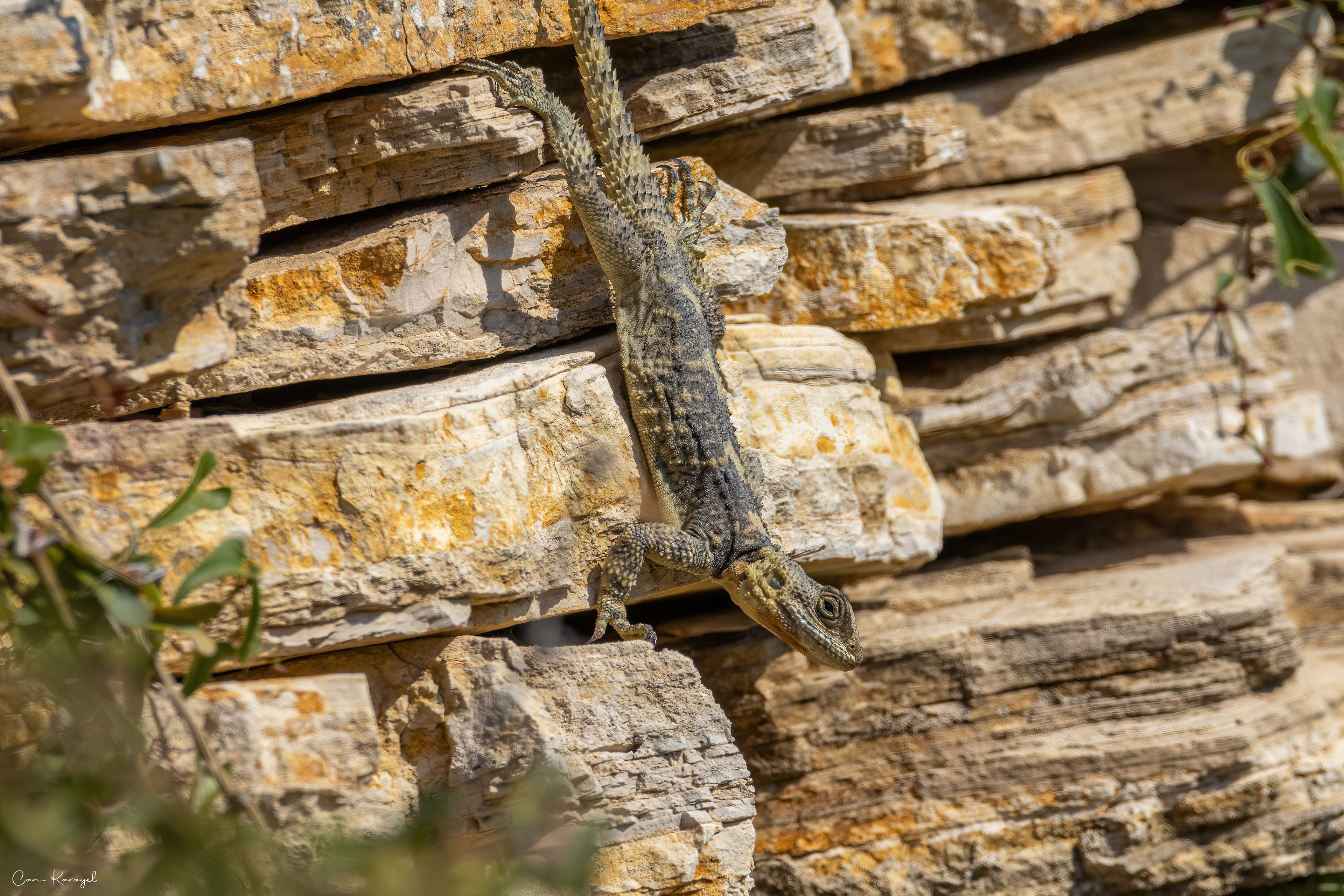 rough taıl rock agama / ızmır