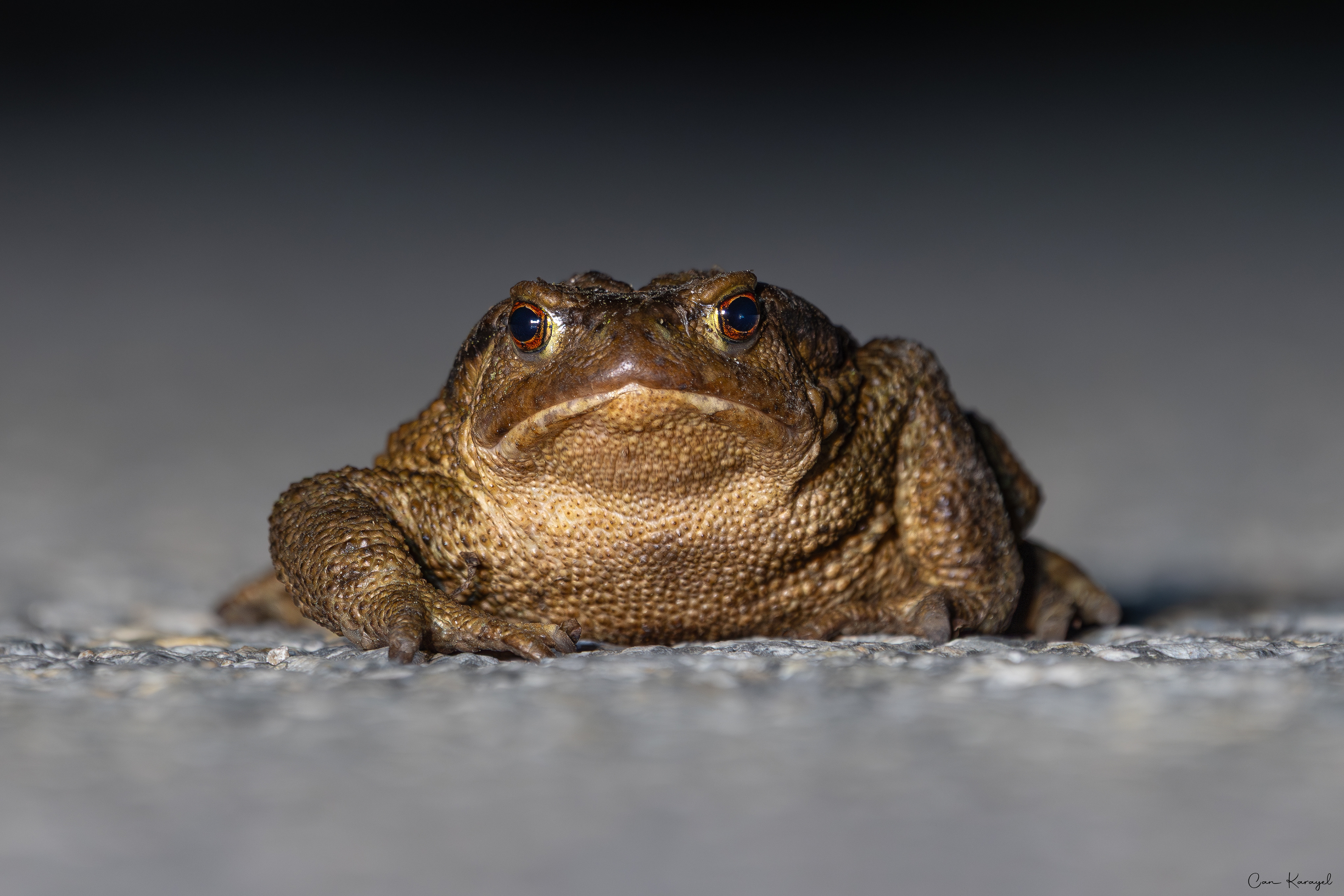 European Toad / bolu
