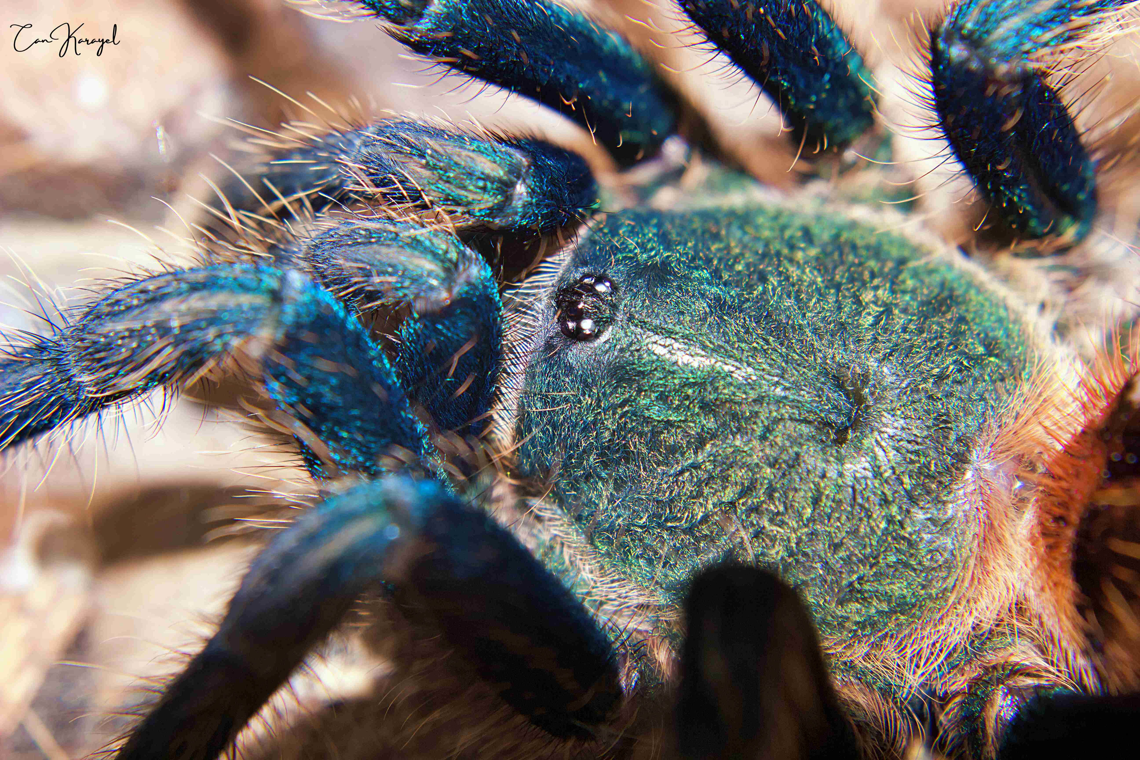 Greenbottle Blue Tarantula