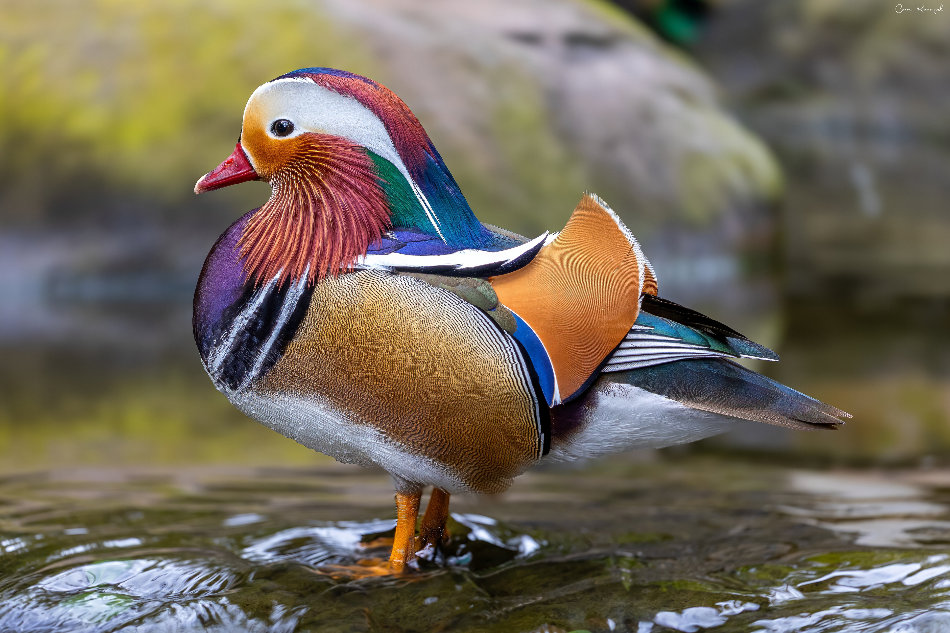 Mandarın Duck