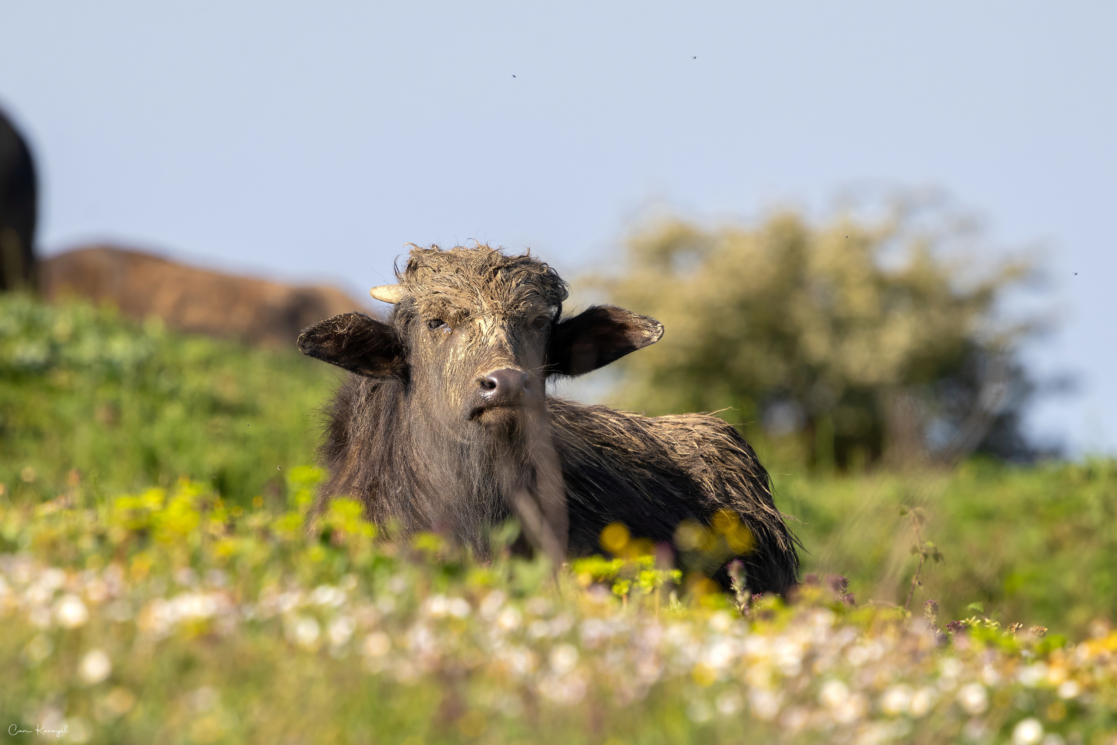Asıan water buffalo / Istanbul