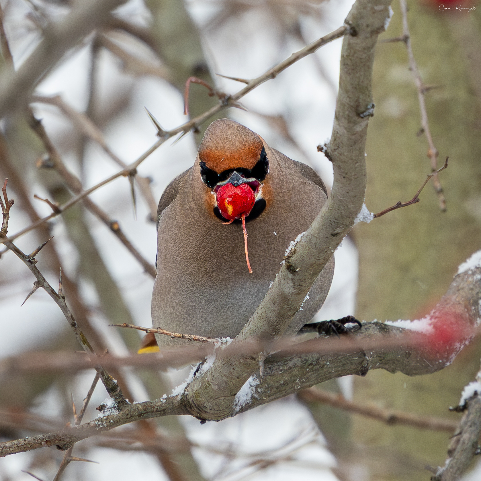 Bohemıan Waxwıng / ıstanbul