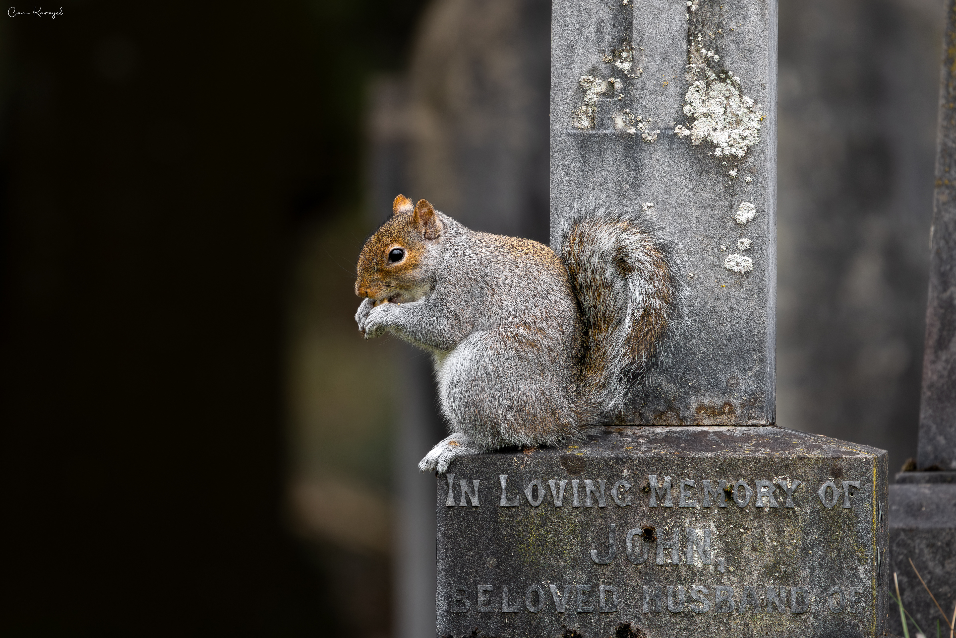 Grey squırrel / Carlısle