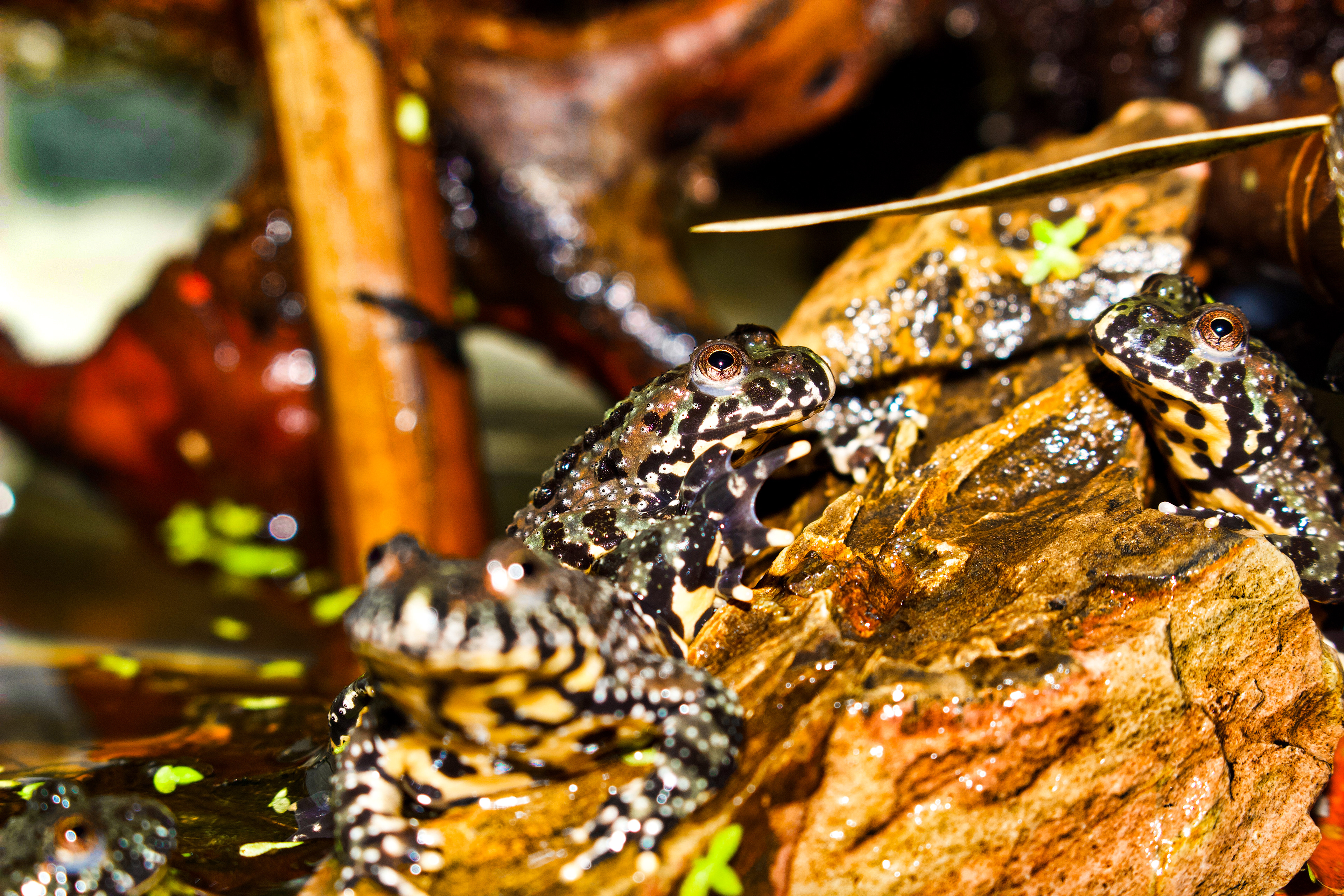 Orıental fıre-bellıed toad 