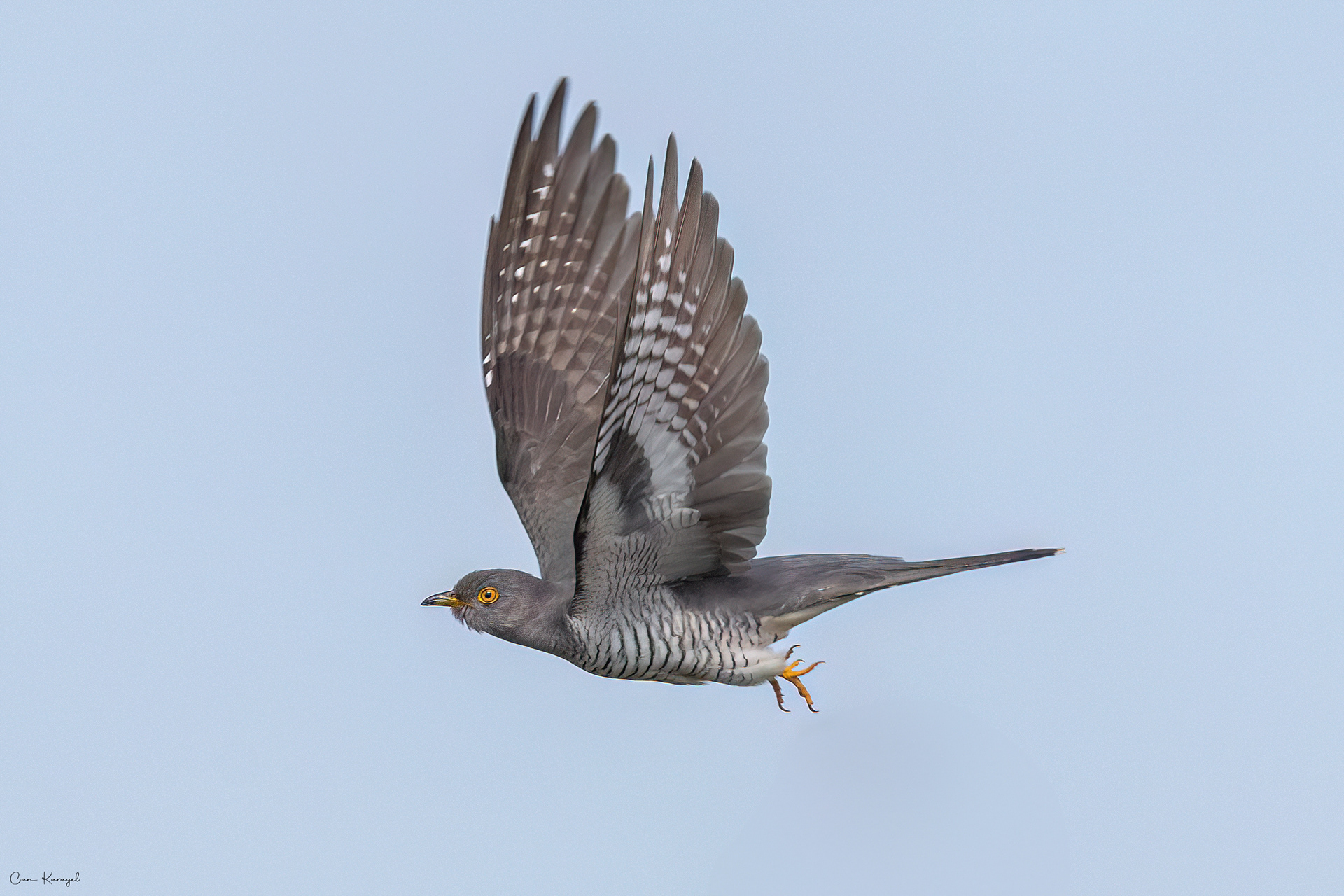 Common Cuckoo / ıstanbul