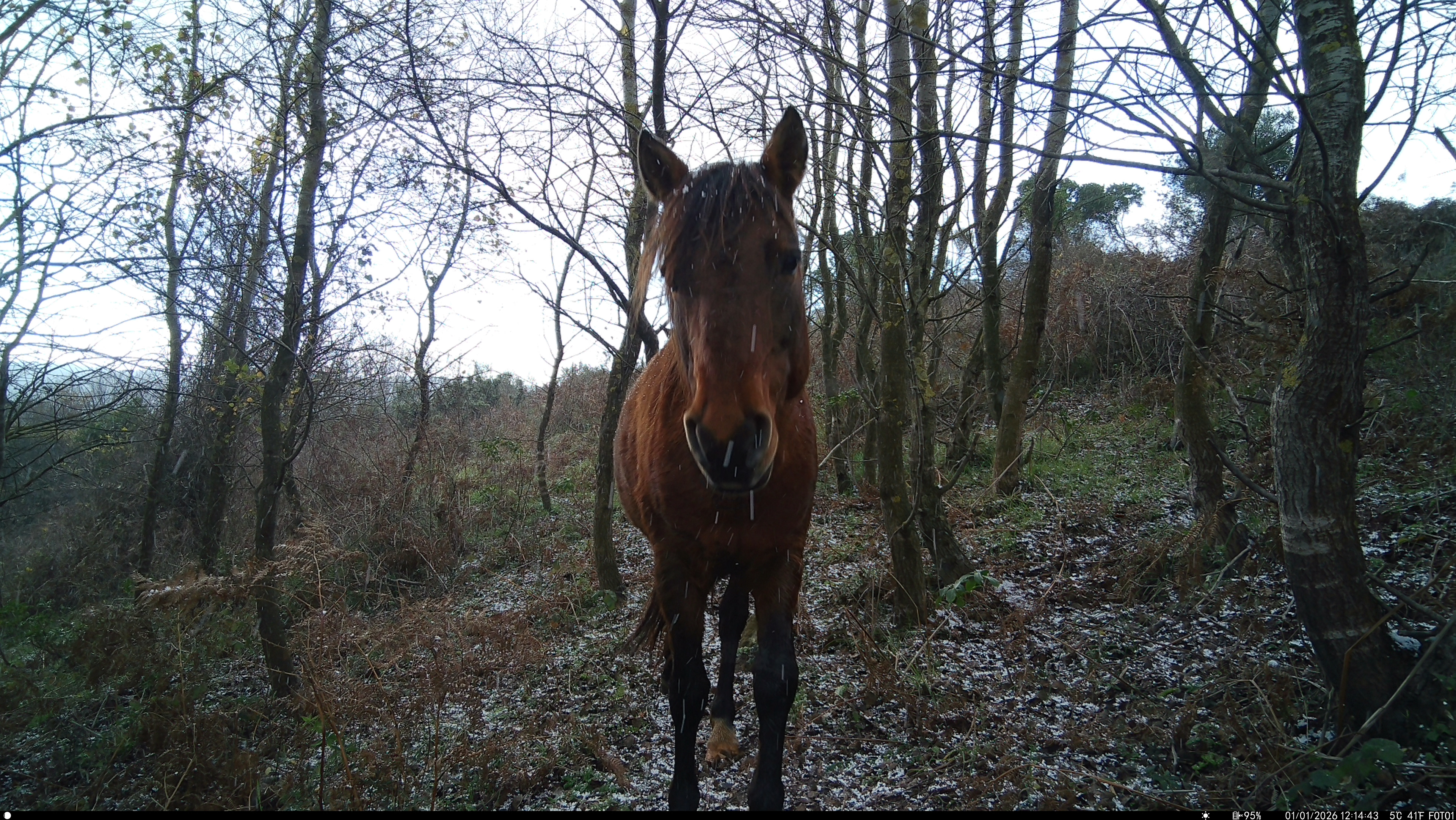 Wıld Horse / ıstanbul