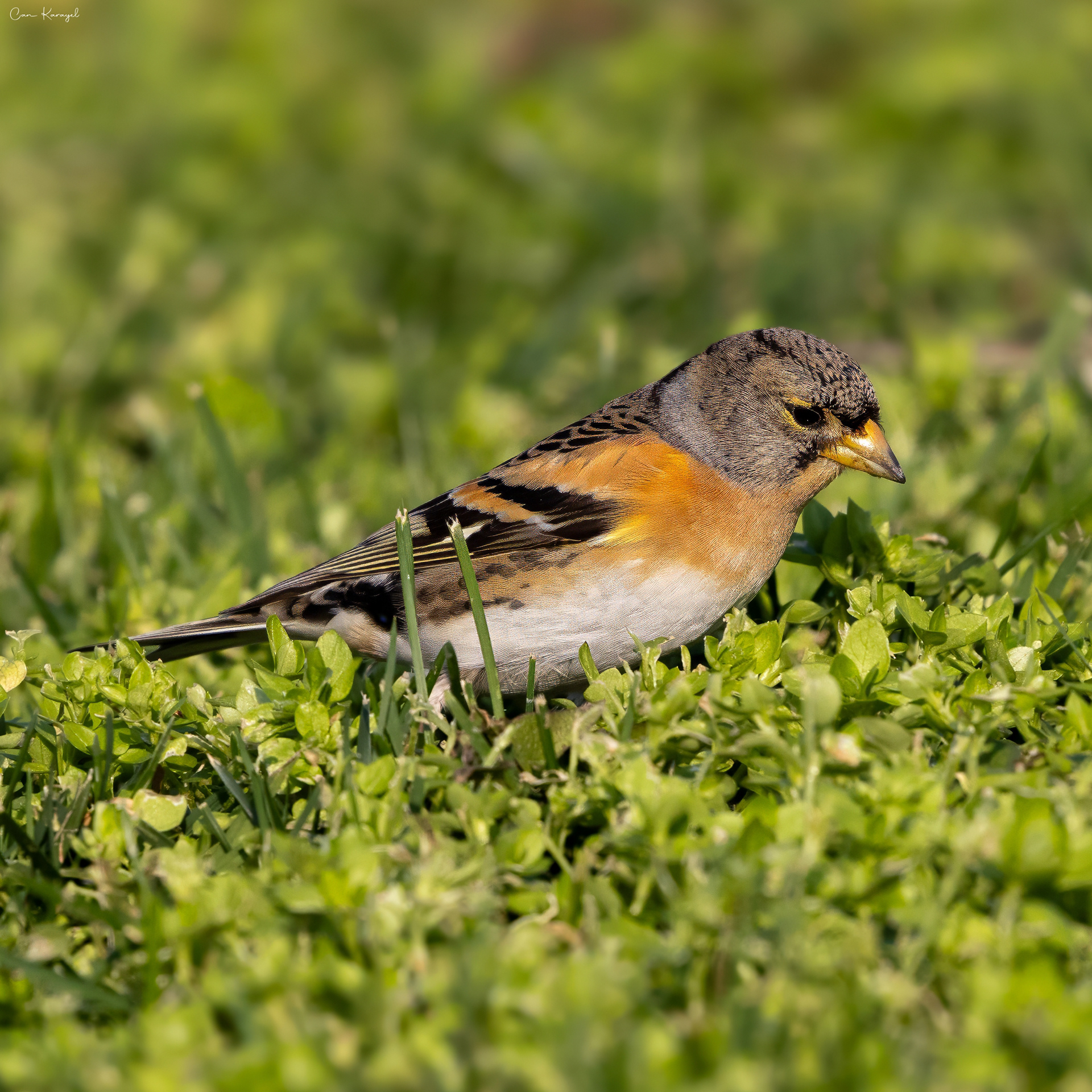 Bramblıng / ıstanbul