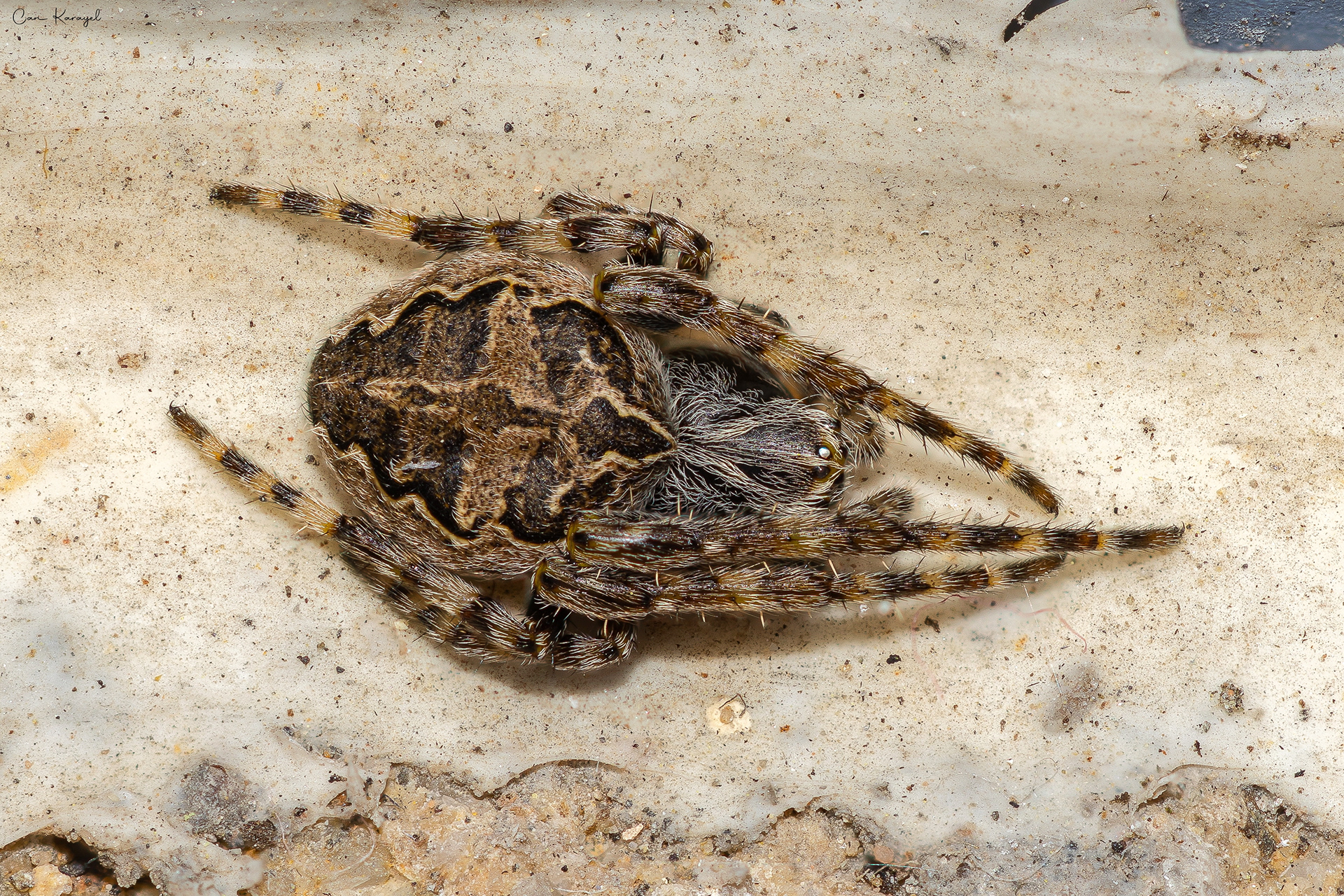 Grey Cross Spıder (Larınıoıdes sclopetarıus)