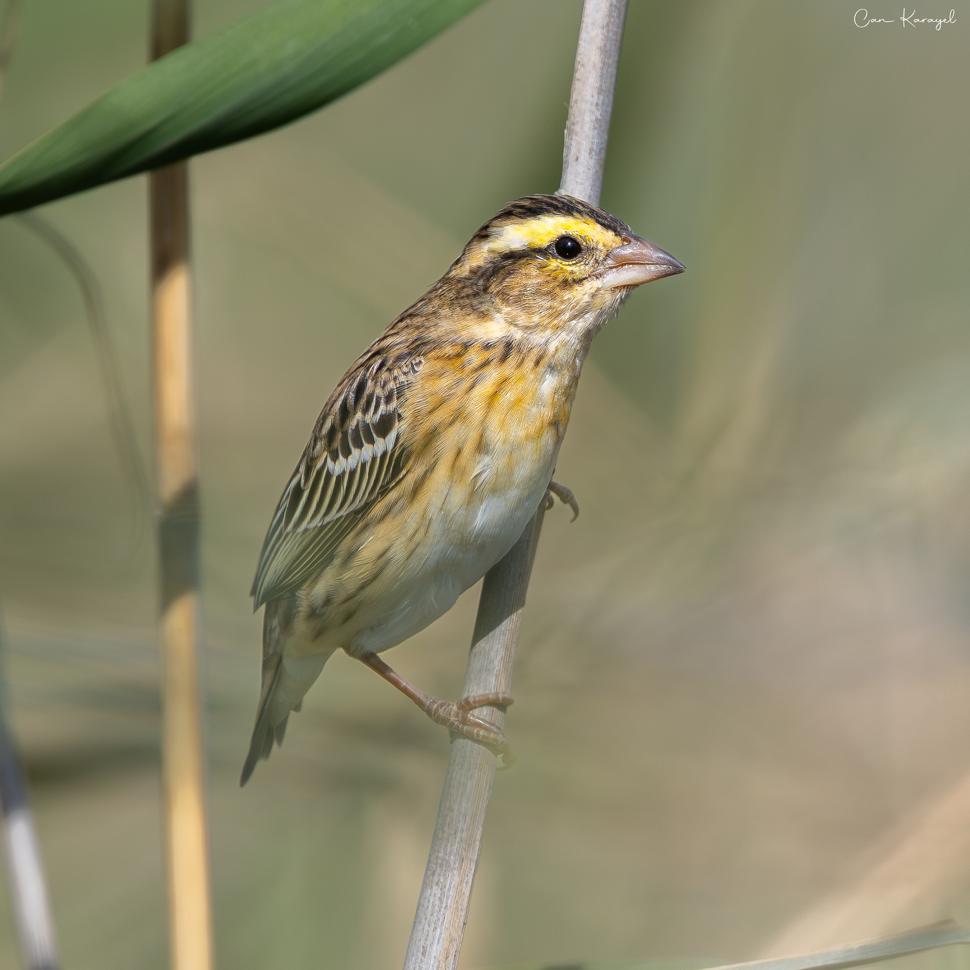 Yellow-crowned Bıshop / Lısbon