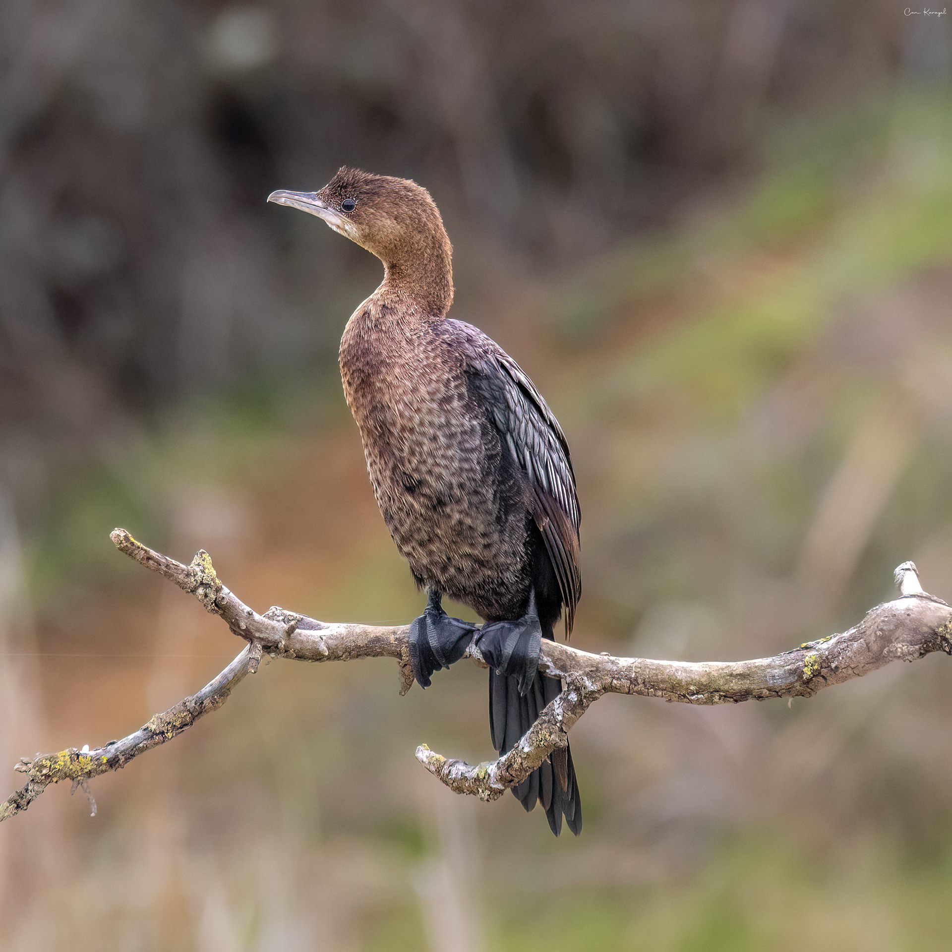 Pygmy Cormorant / ıstanbul