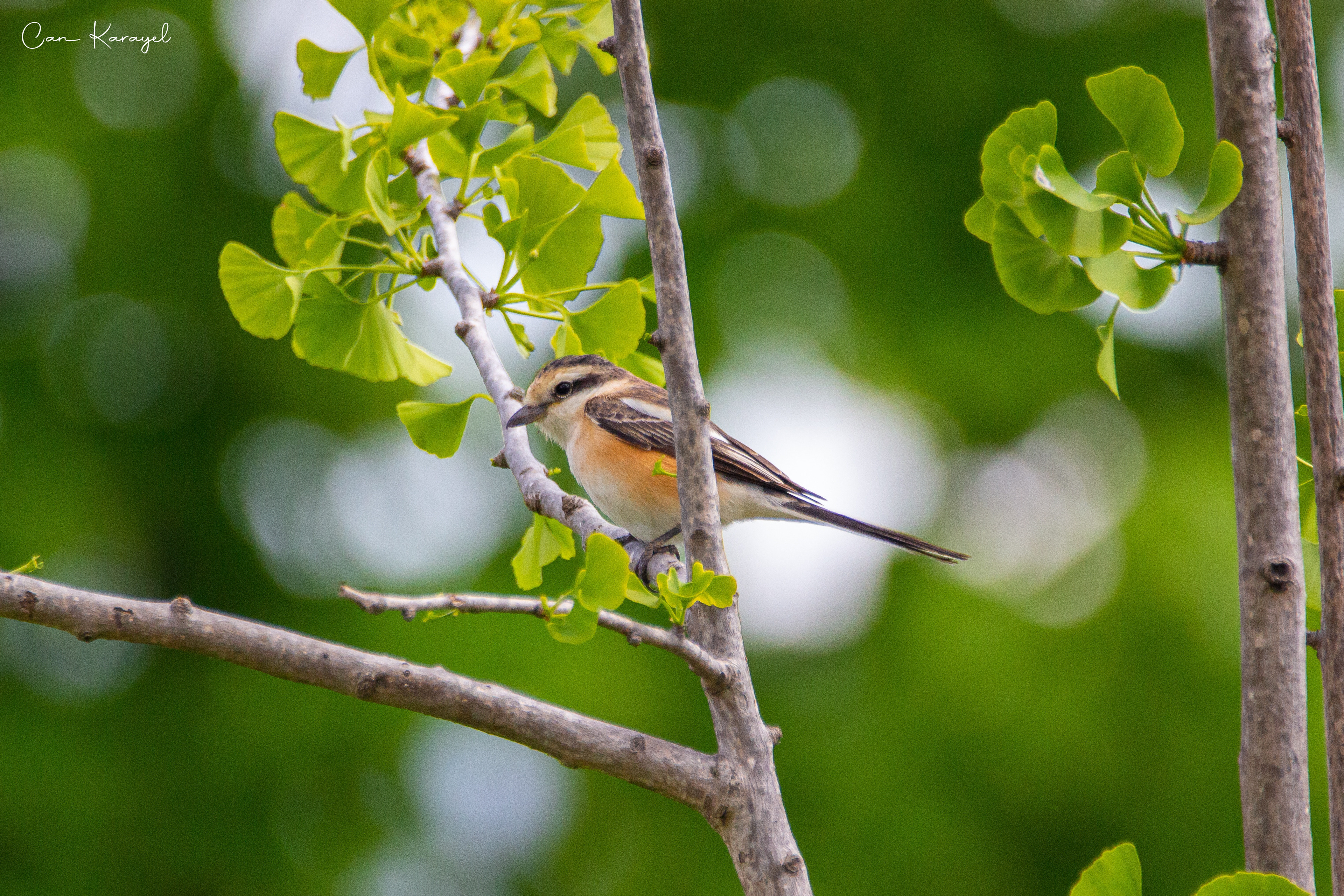 Masked Shrıke / ıstanbul