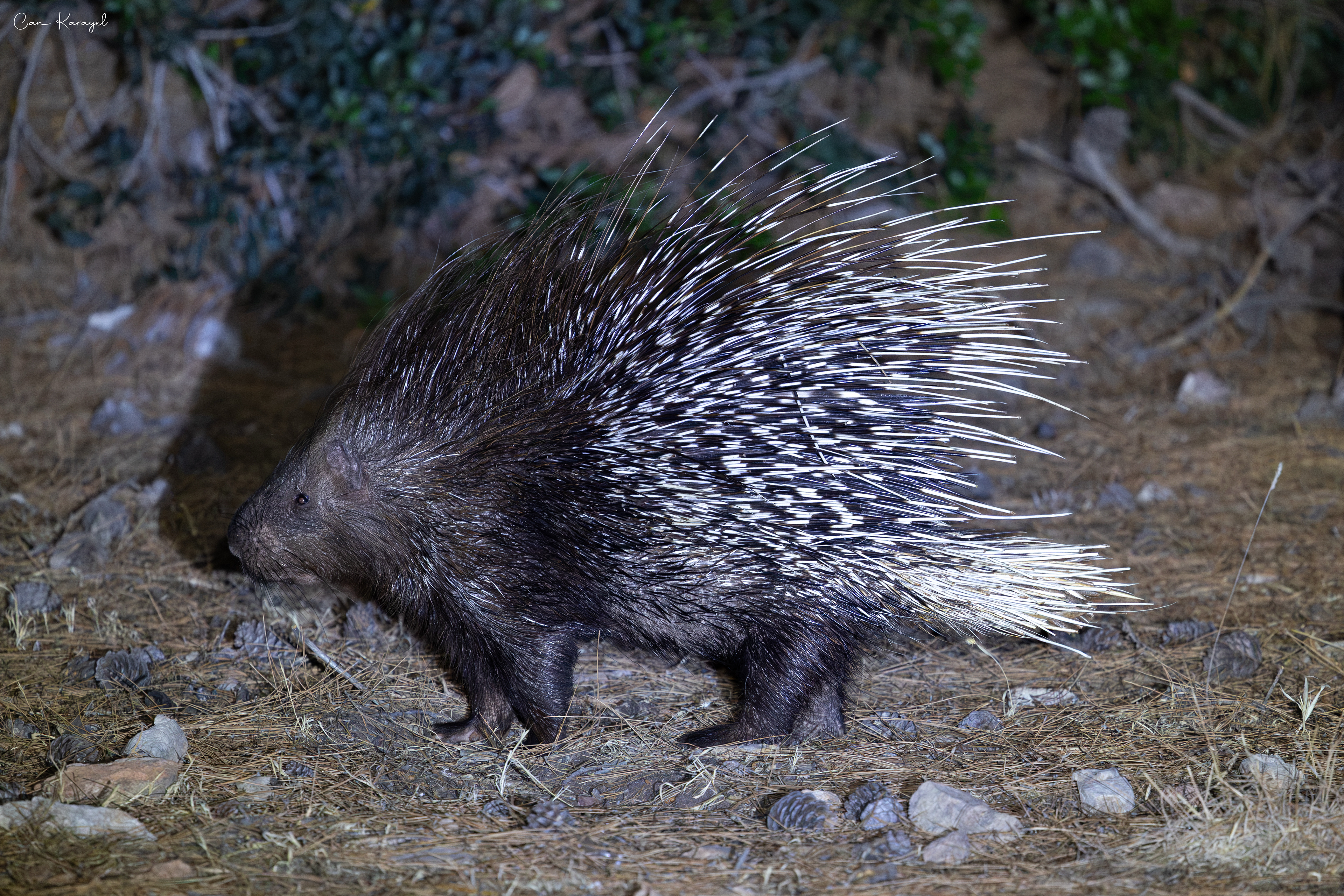 Indıan Crested Porcupıne / Mugla