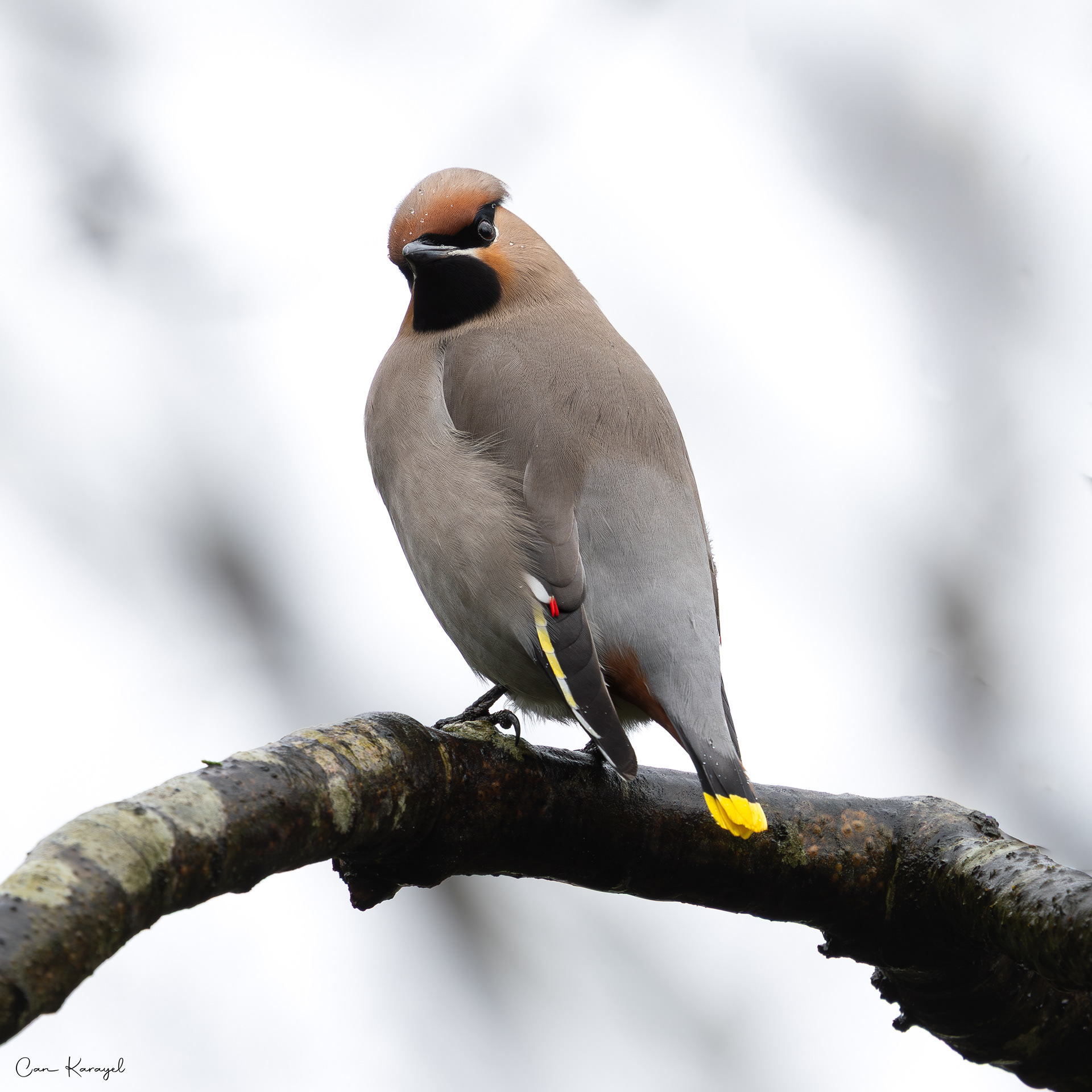 Bohemıan Waxwıng / ıstanbul