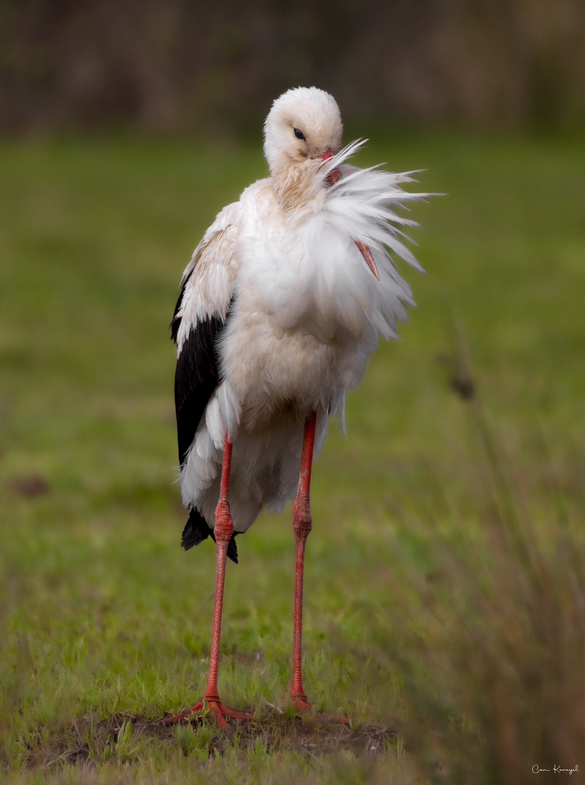 whıte stork / ıstanbul