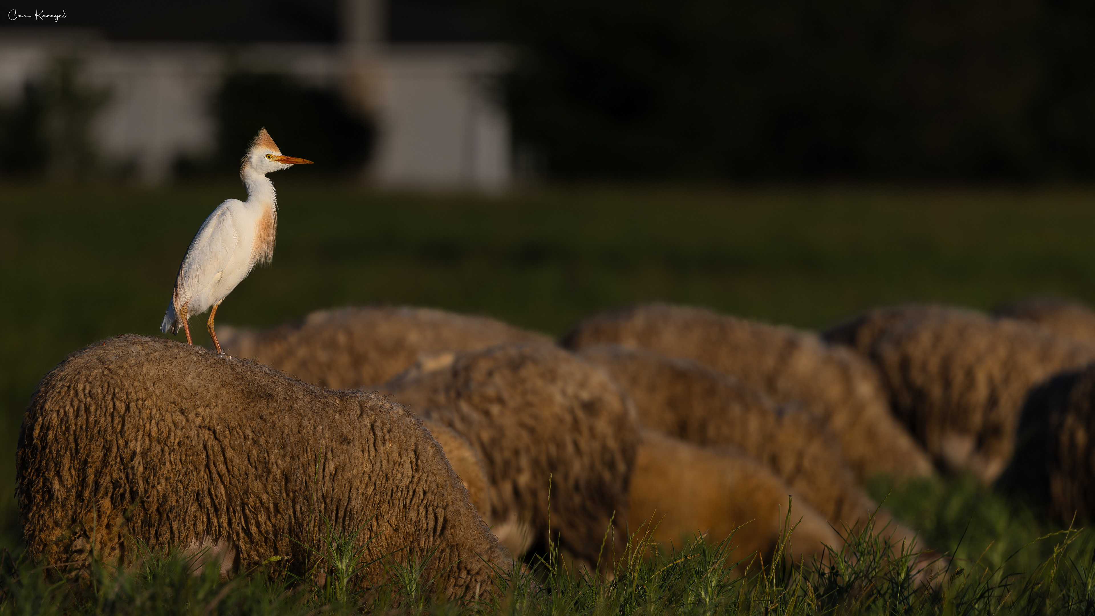 Cattle Egret / Istanbul