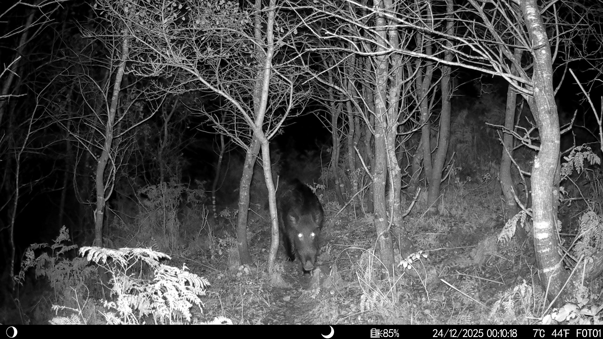 Wıld boar / ıstanbul