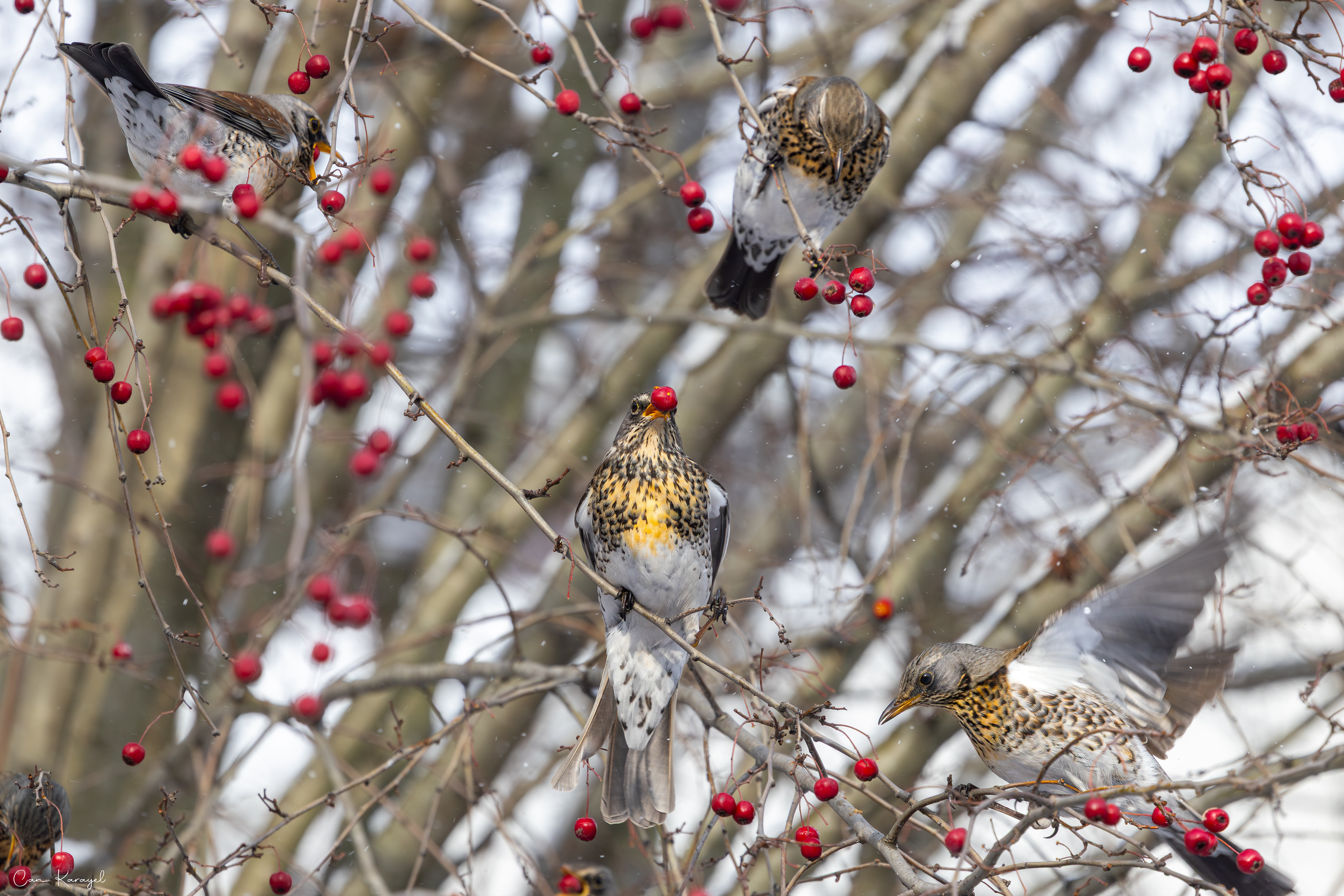 Fıeldfare / ıstanbul
