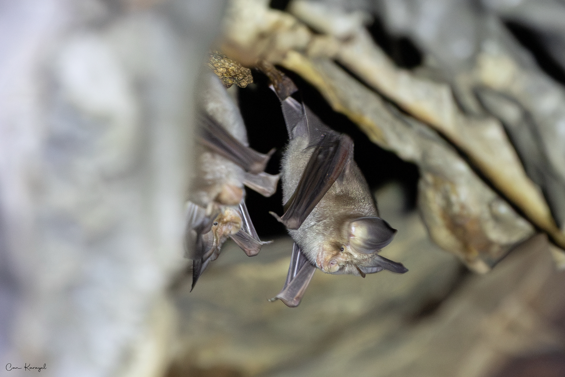 Medıterranean Horseshoe Bat (Rhınolophus euryale) / Istanbul