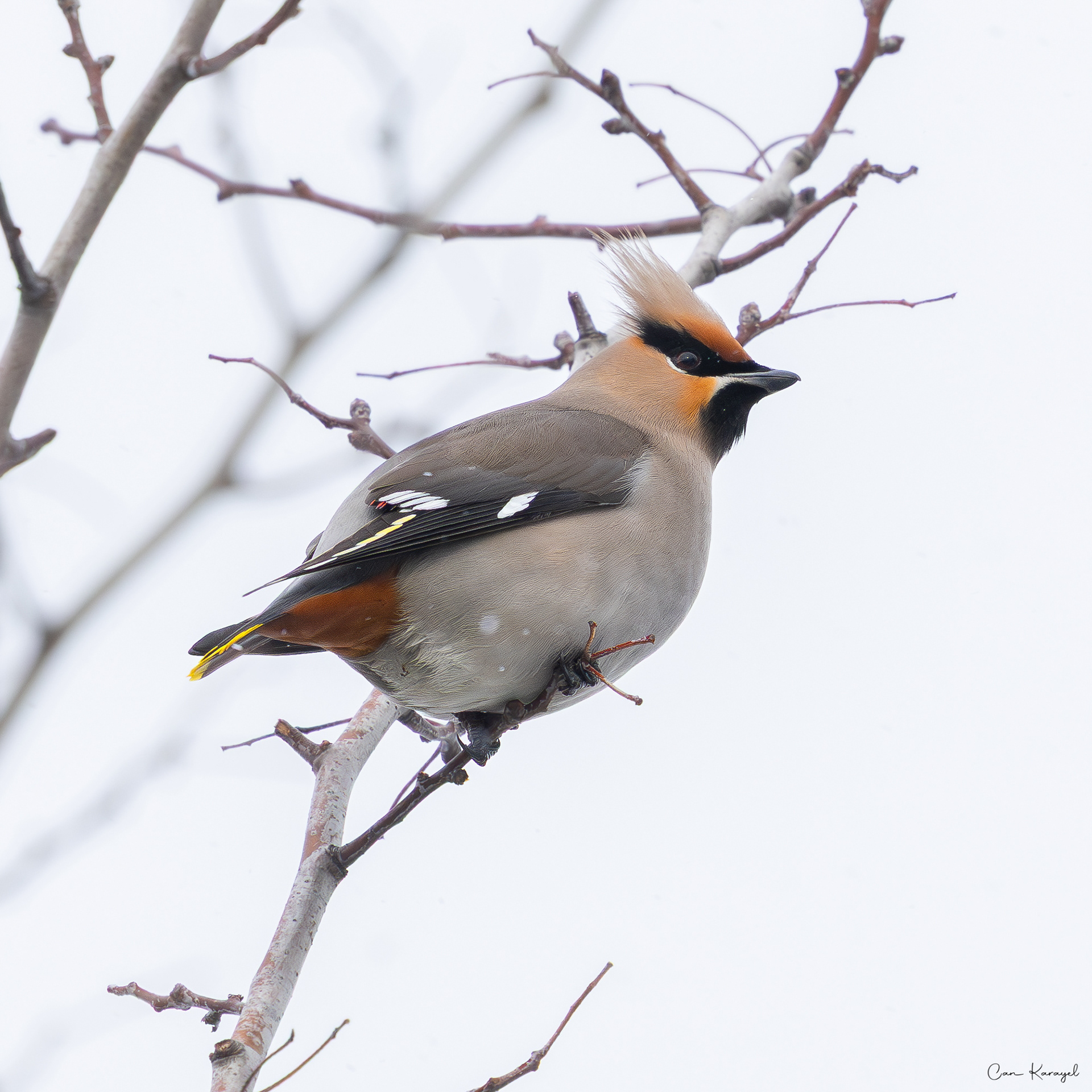 Bohemıan Waxwıng / ıstanbul