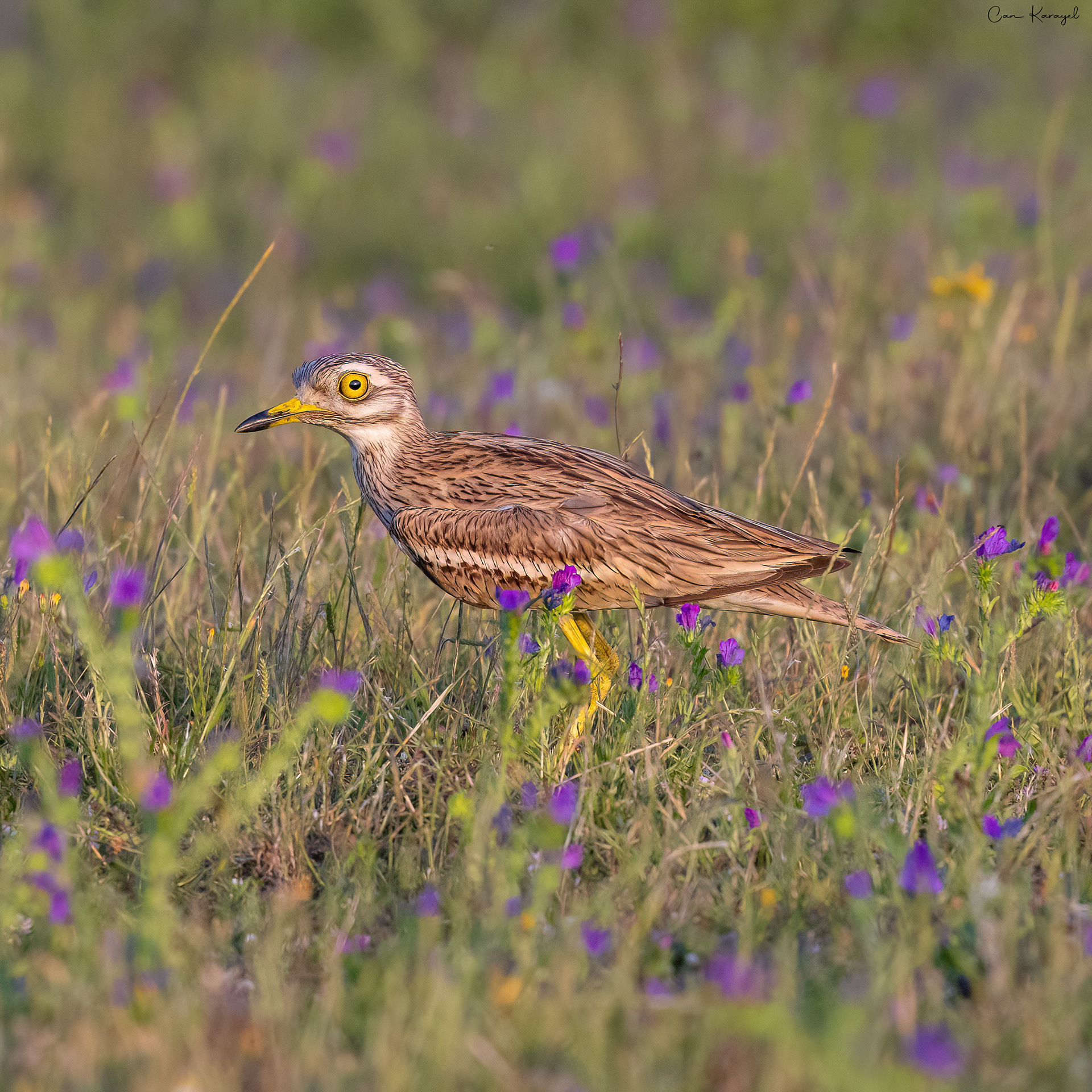 Eurasıan Stone-curlew / ıstanbul