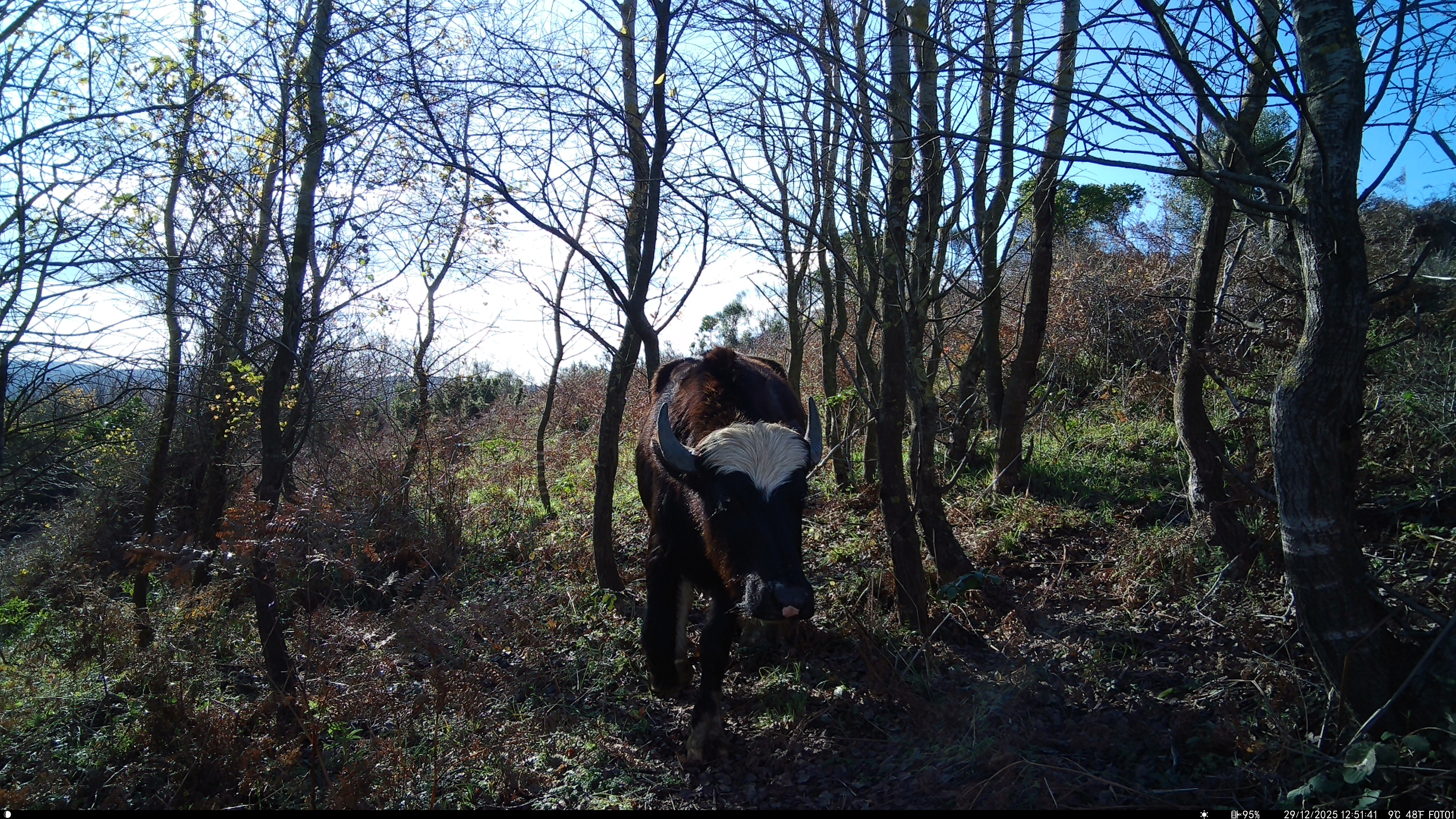 Cattle (wıld) / ıstanbul