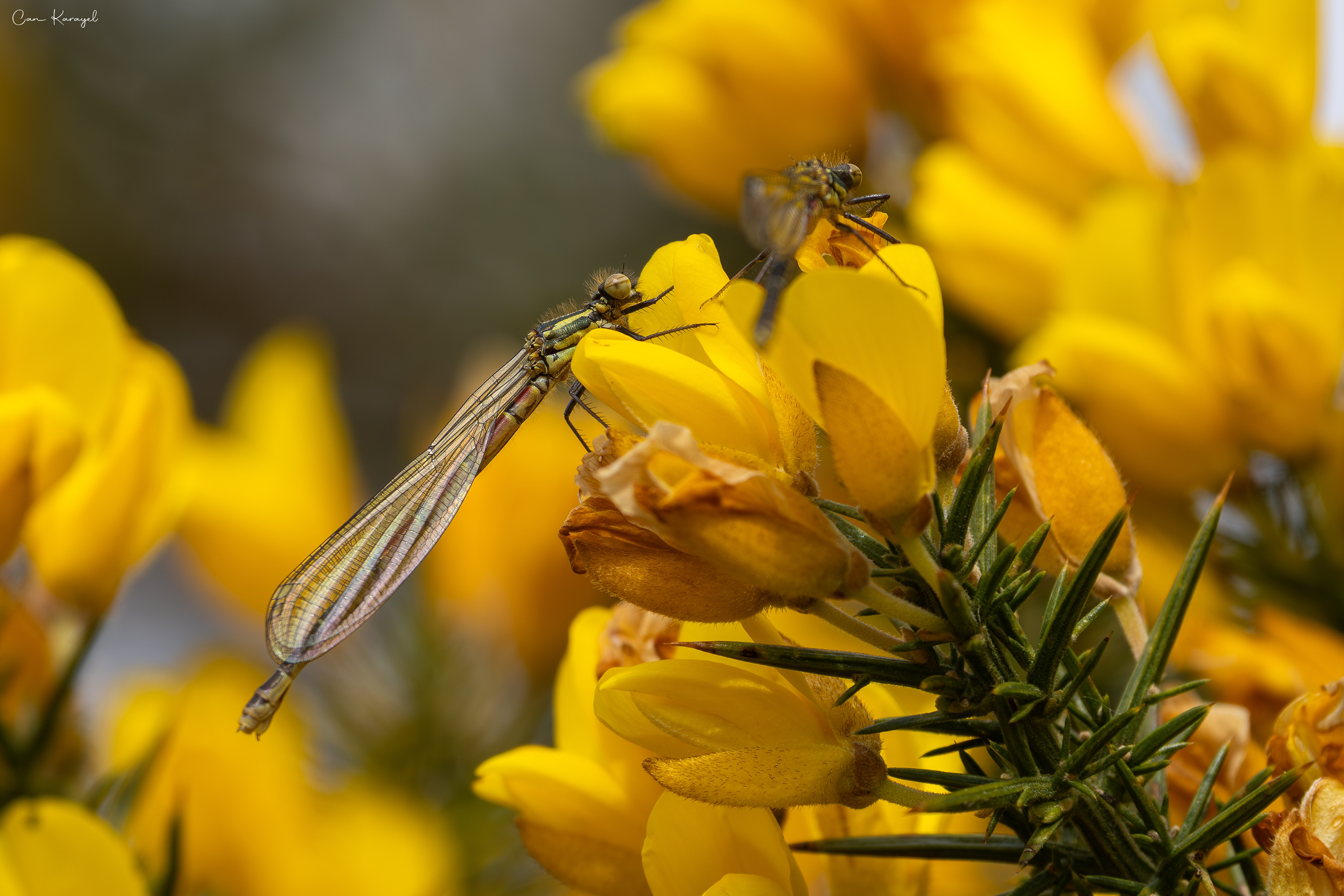 Large Red Damselfly (Pyrrhosoma nymphula)