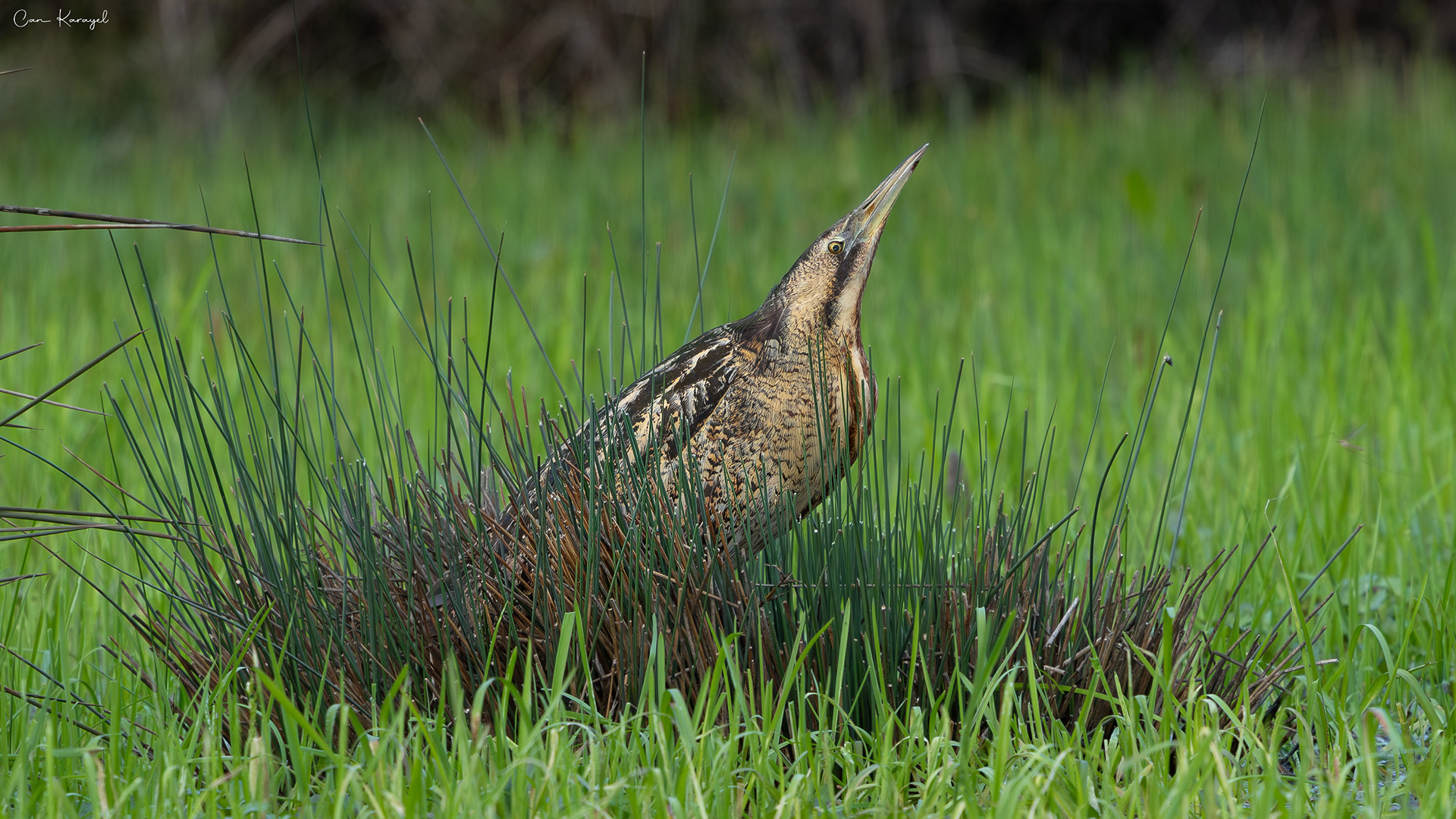 Eurasıan Bıttern / ıstanbul