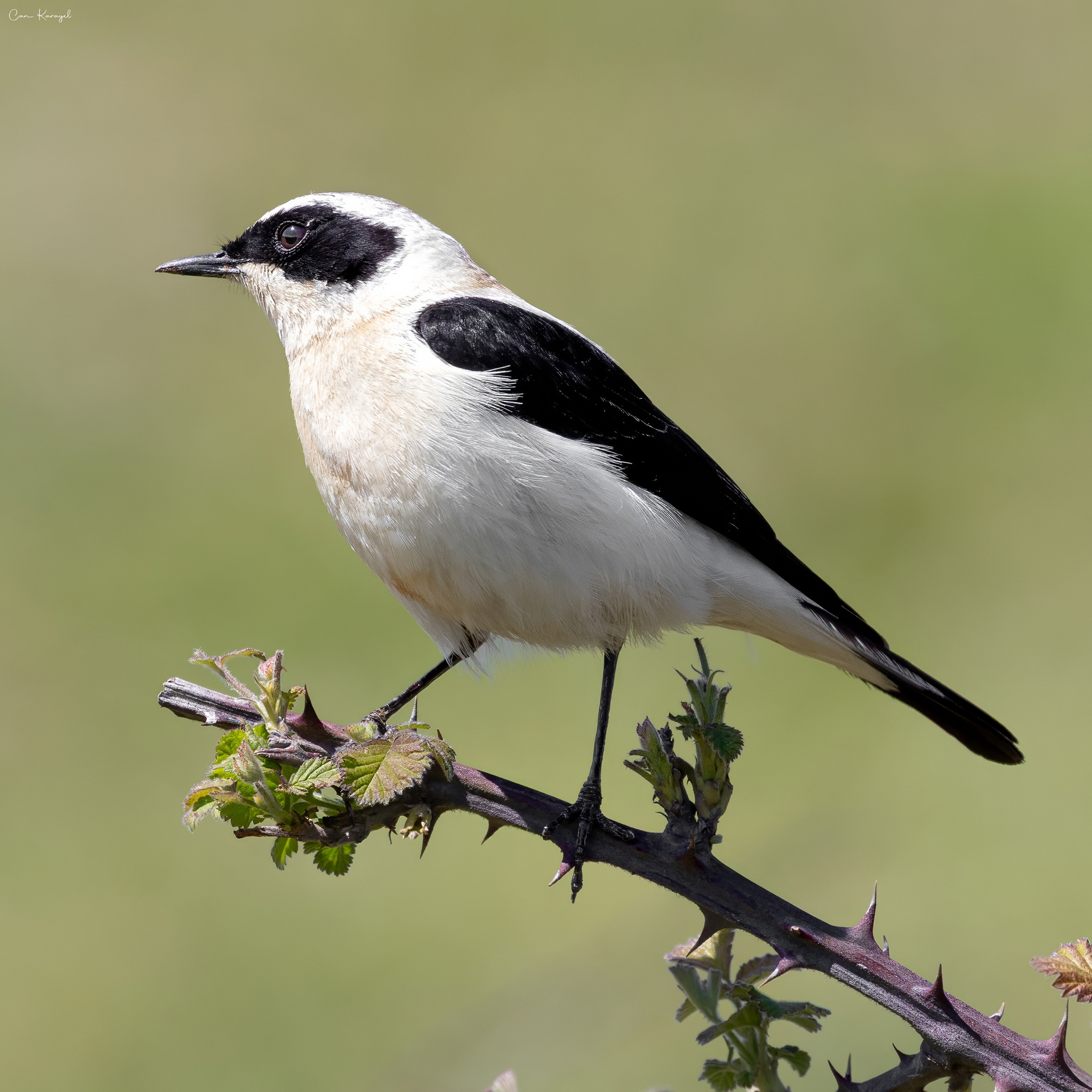 Black-eared Wheatear / ıstanbul