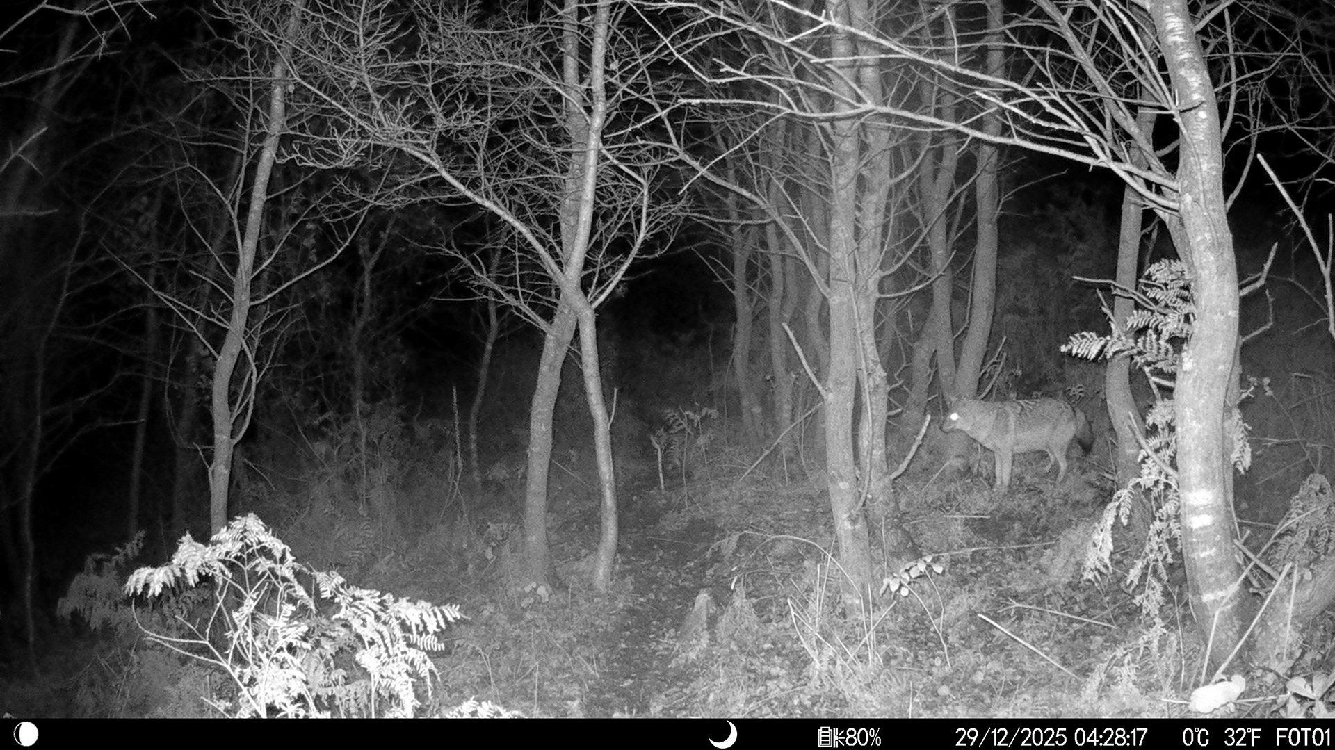 Golden Jackal / ıstanbul