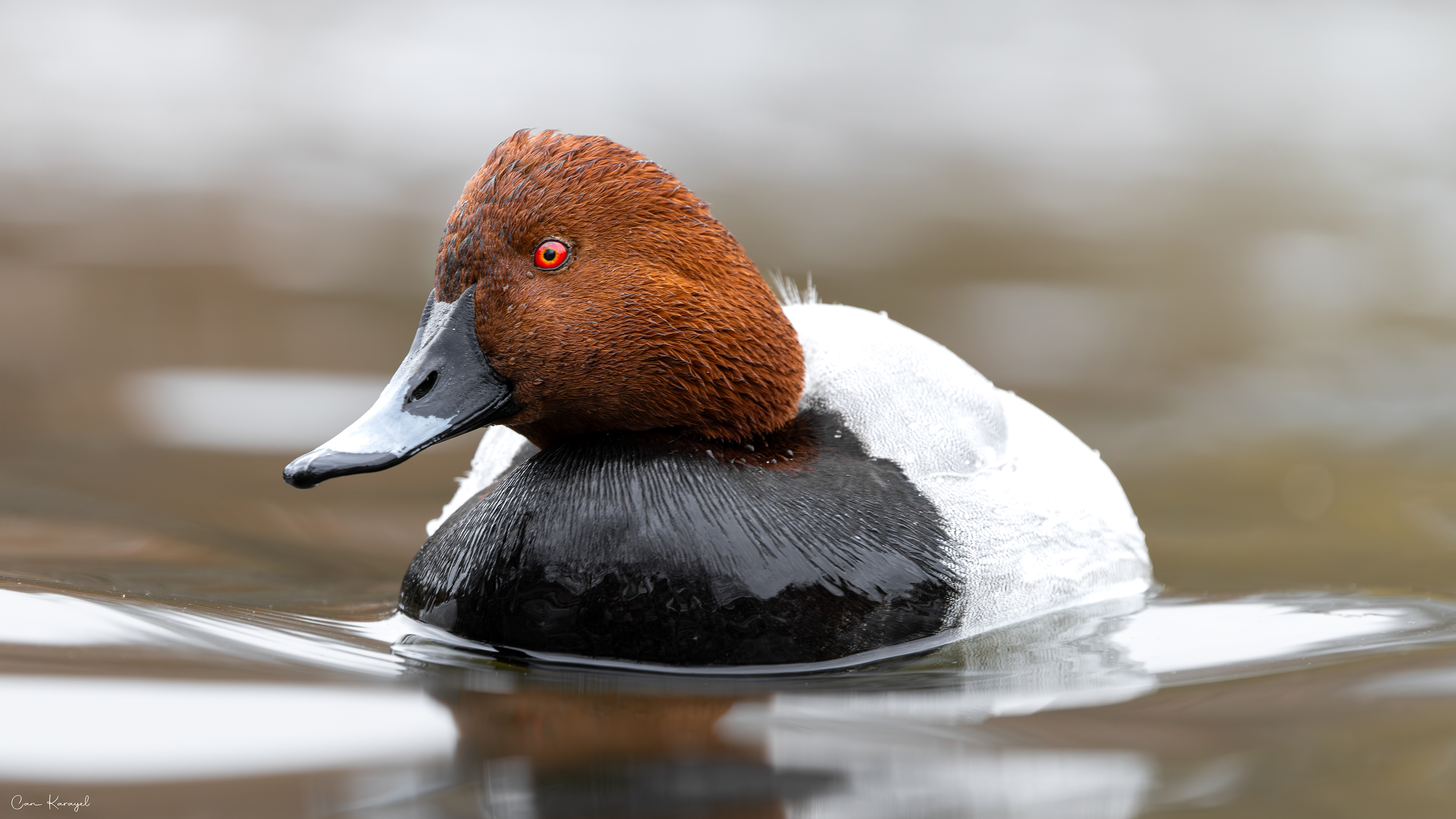 Common Pochard / london
