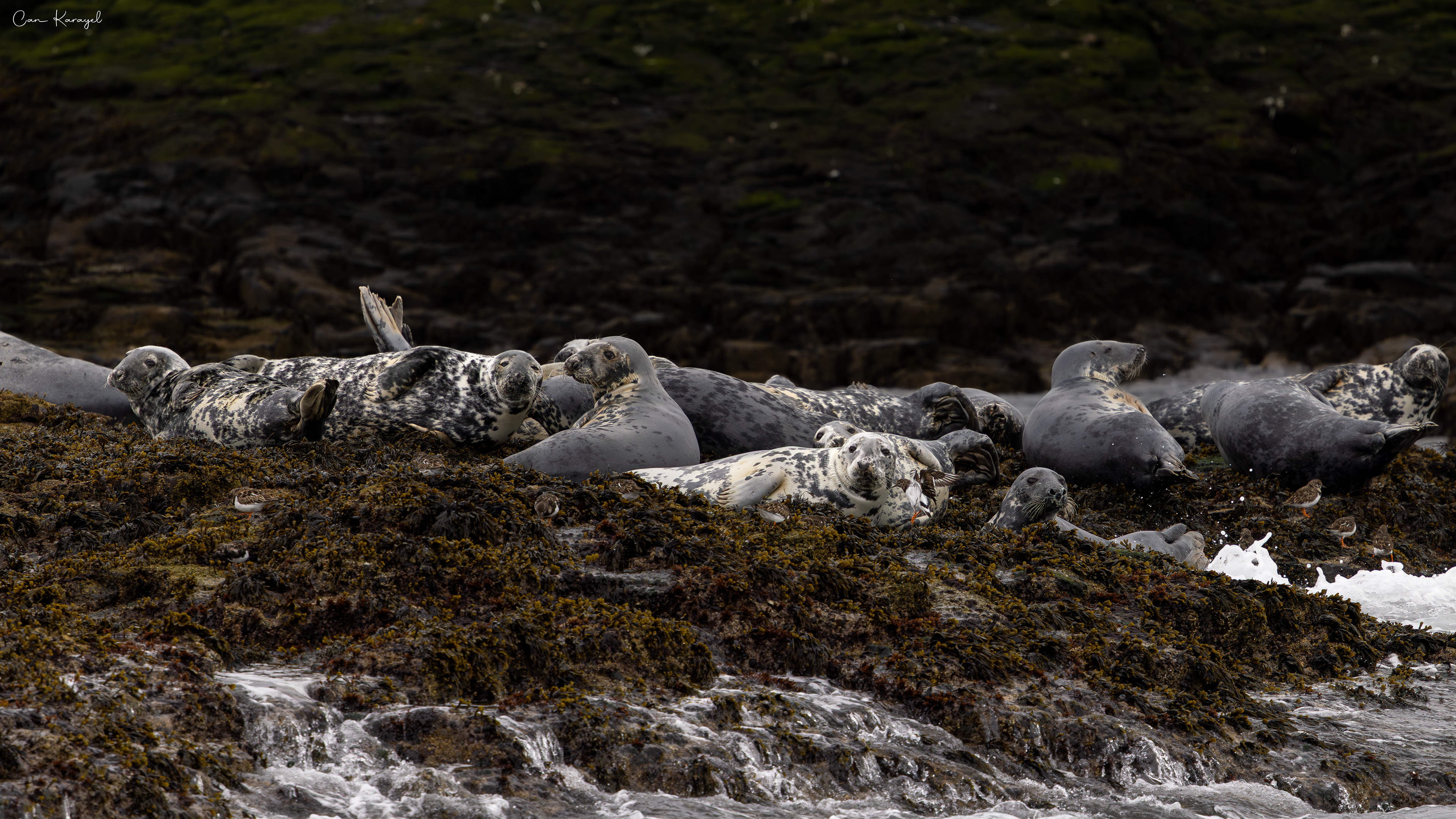 Grey Seal / Northumberland