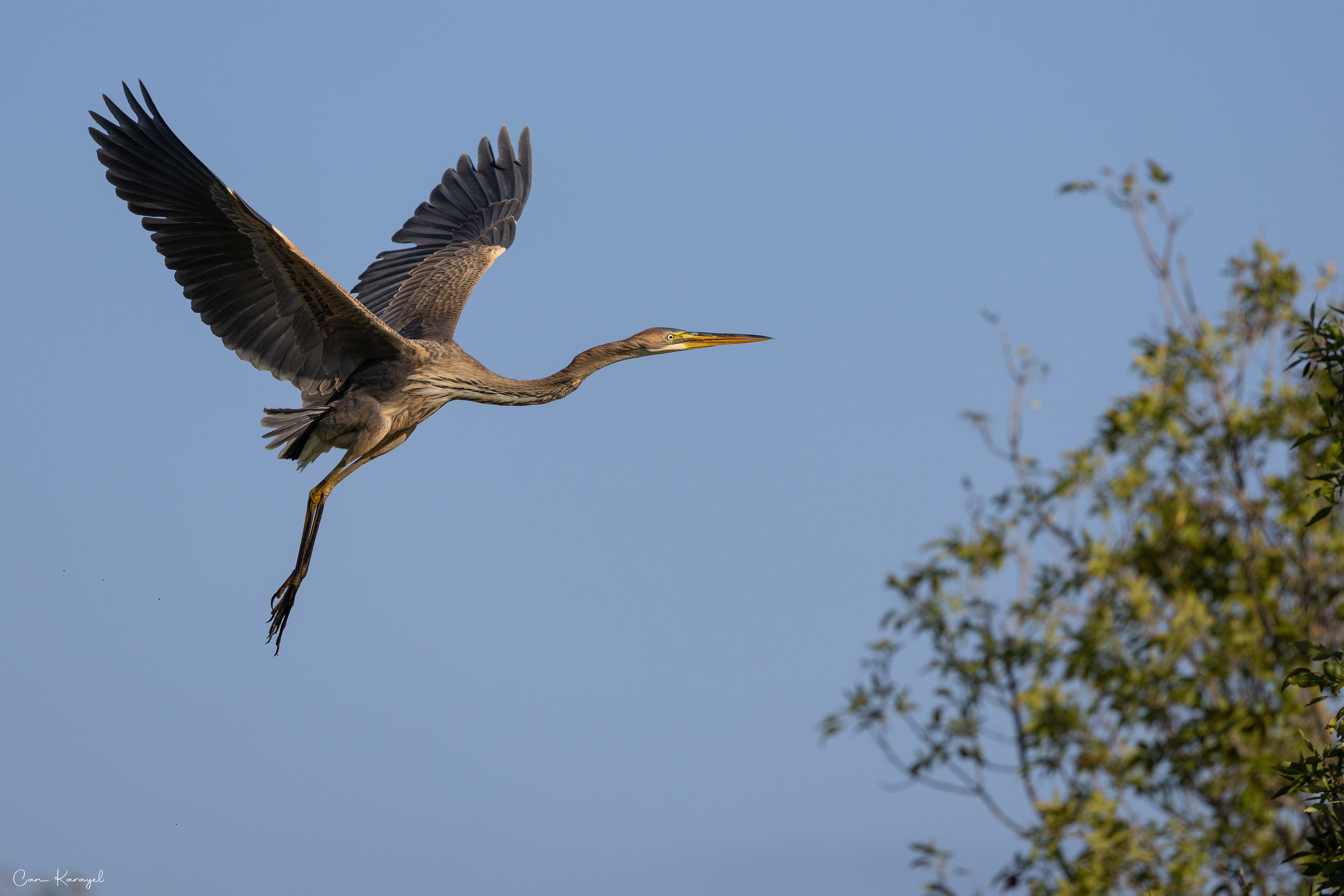 Purple Heron / ıstanbul
