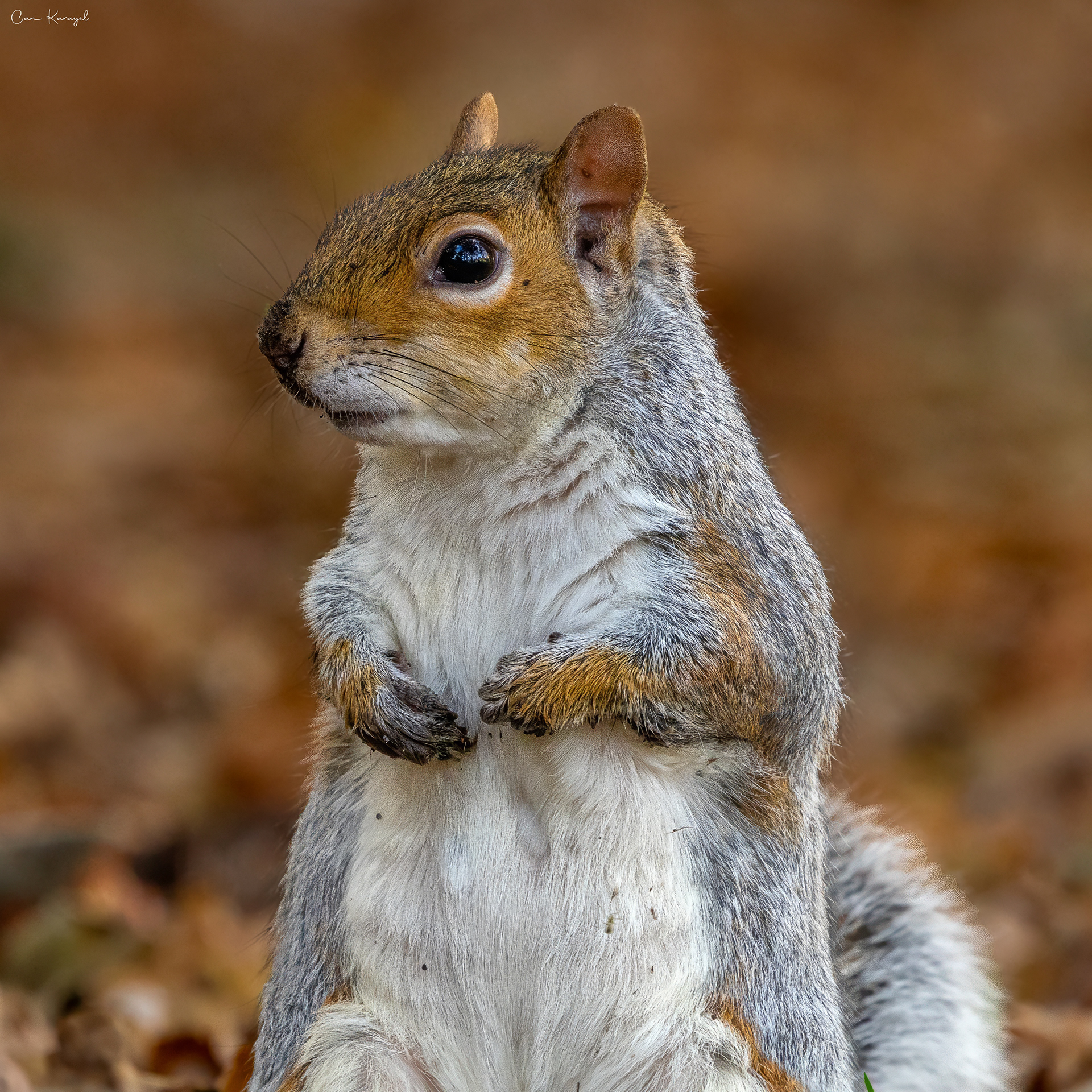 Grey squırrel / Bournemouth