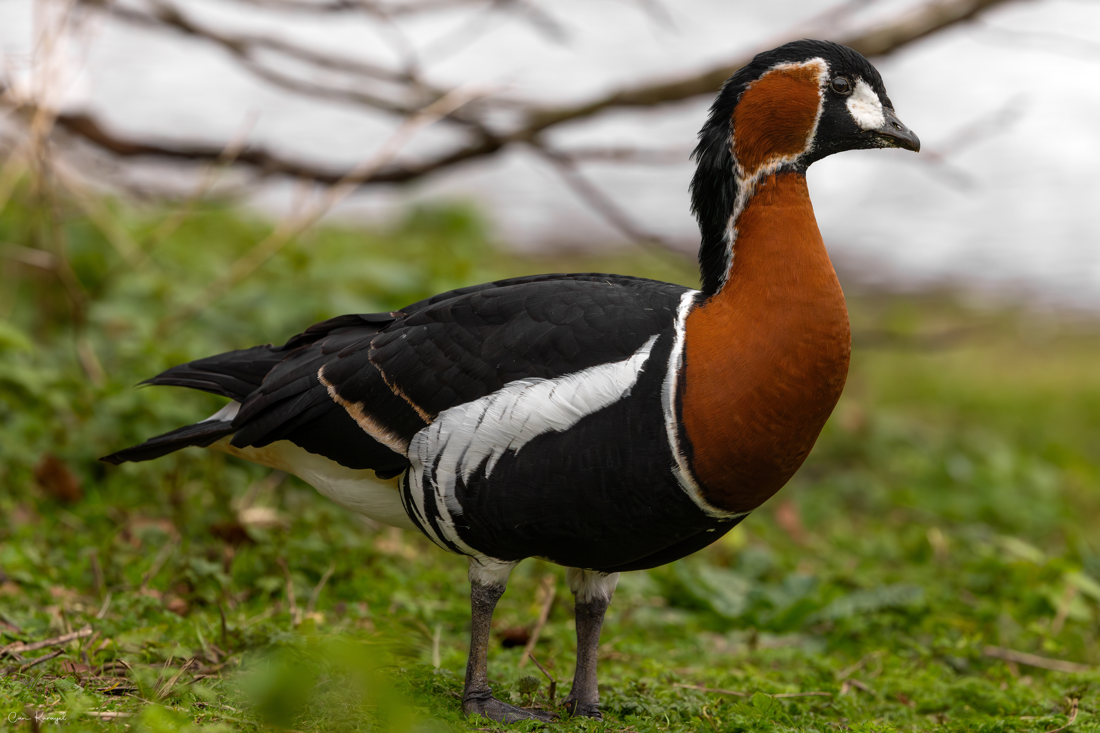 Red-breasted Goose / london