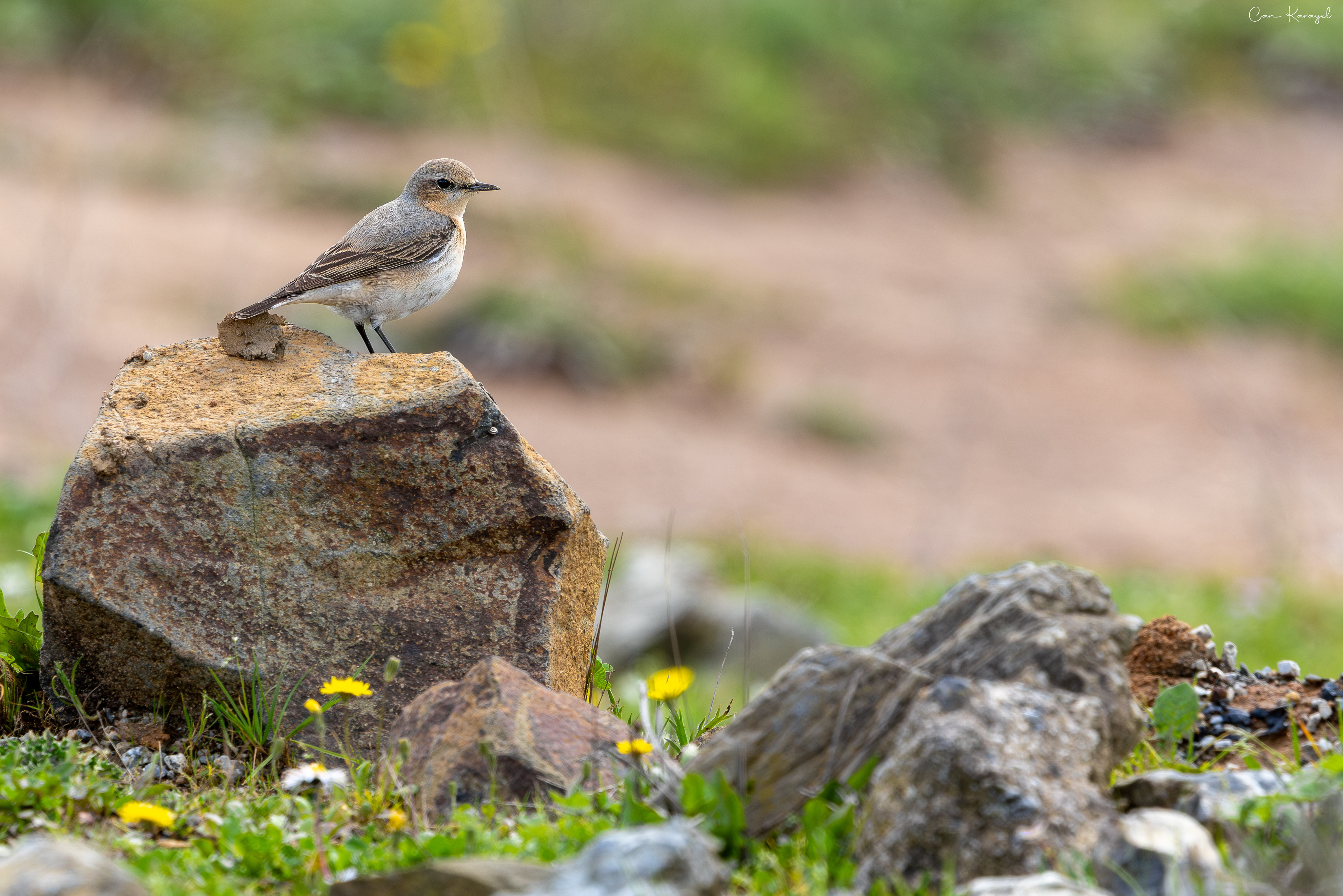 Northern Wheatear / ıstanbul
