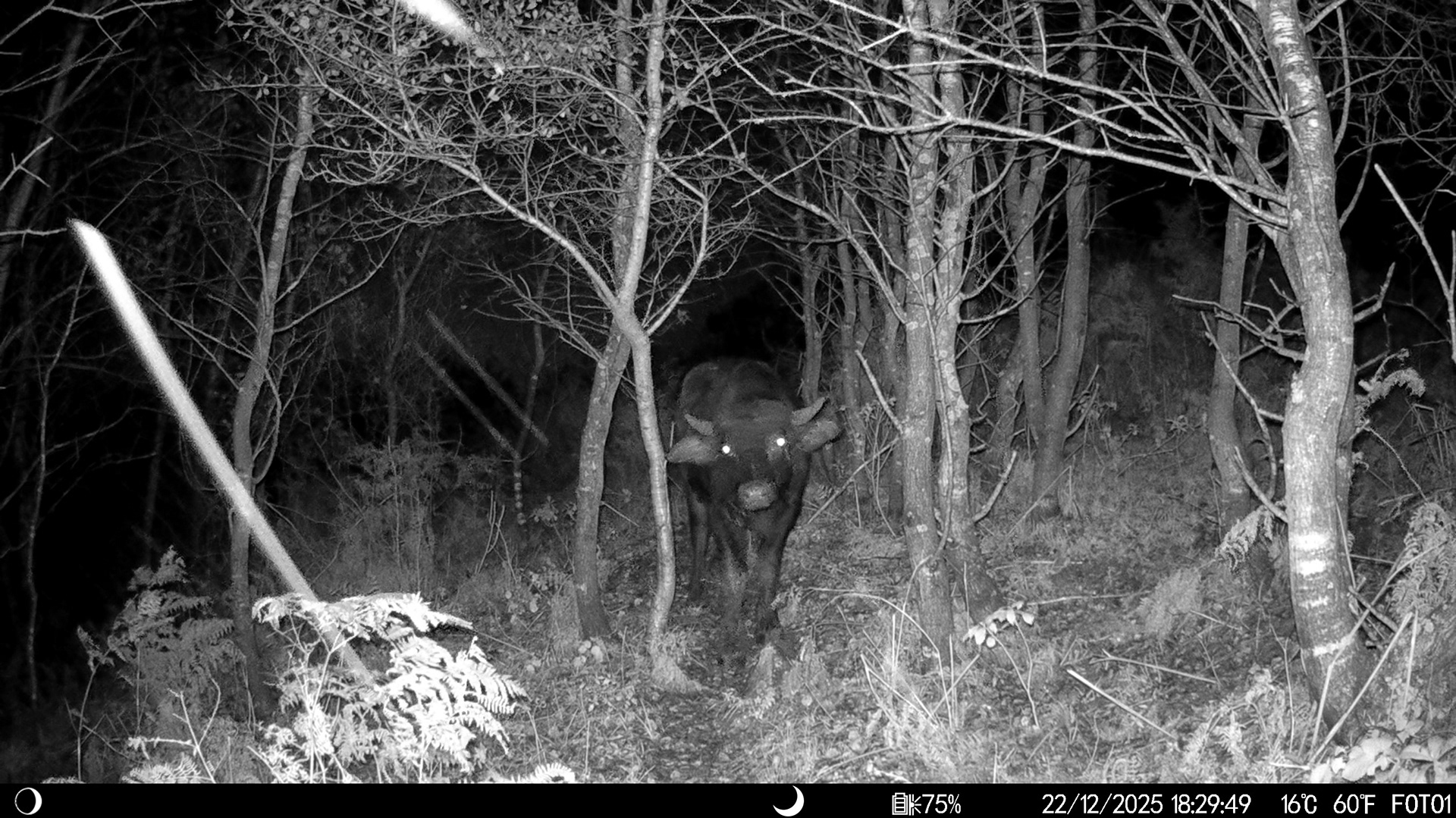 Asıan water buffalo (wıld) / ıstanbul