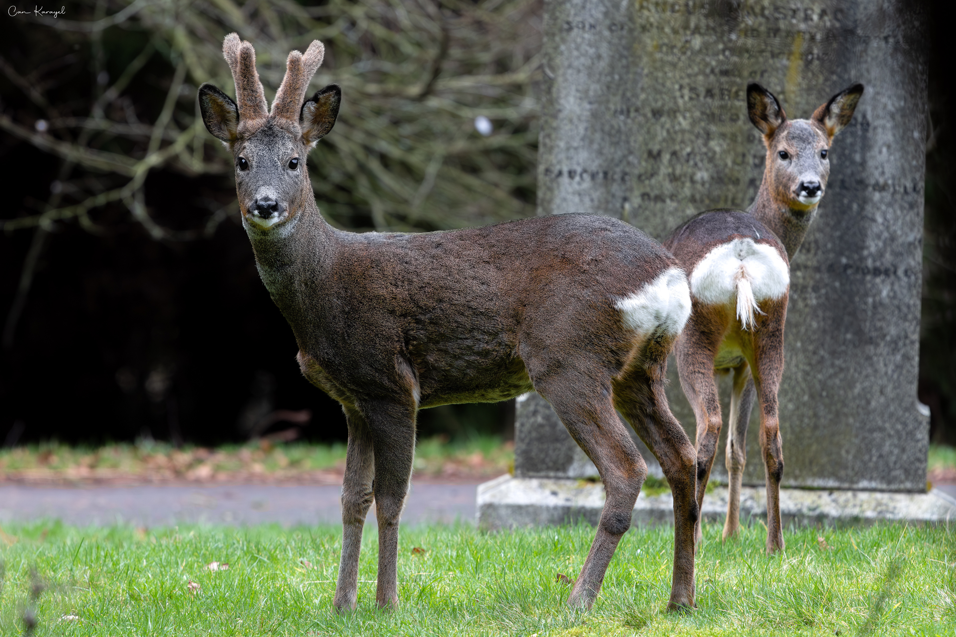 Roe deer / Carlısle