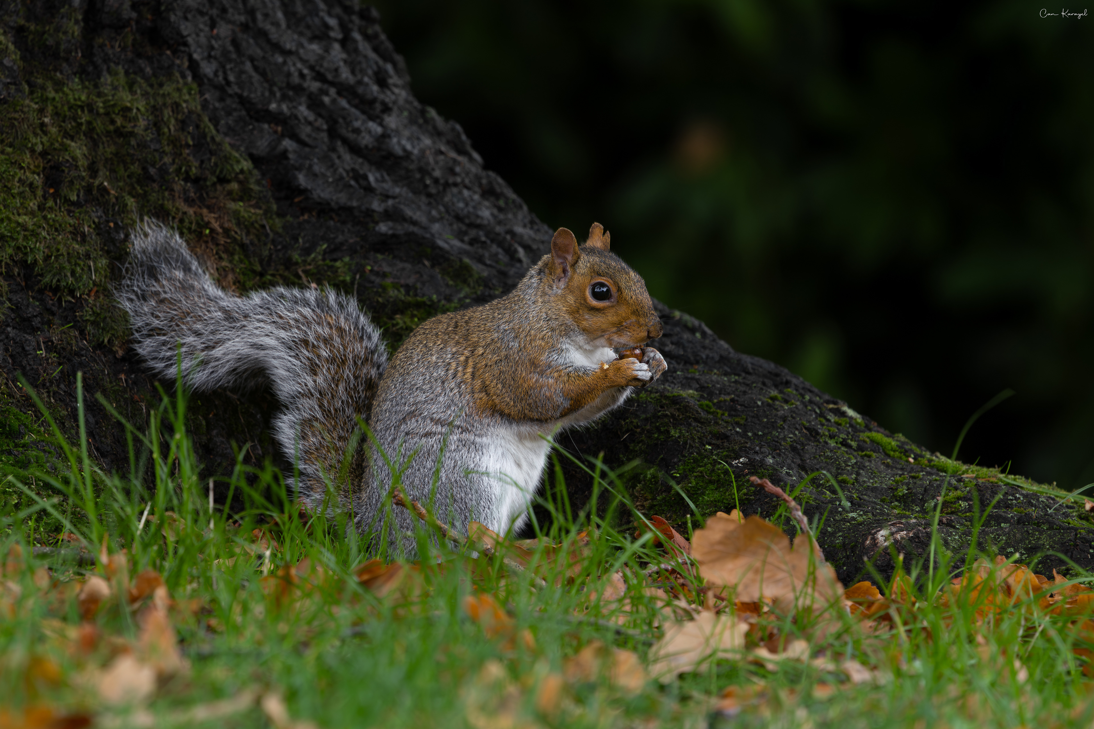 Grey squırrel / Carlısle