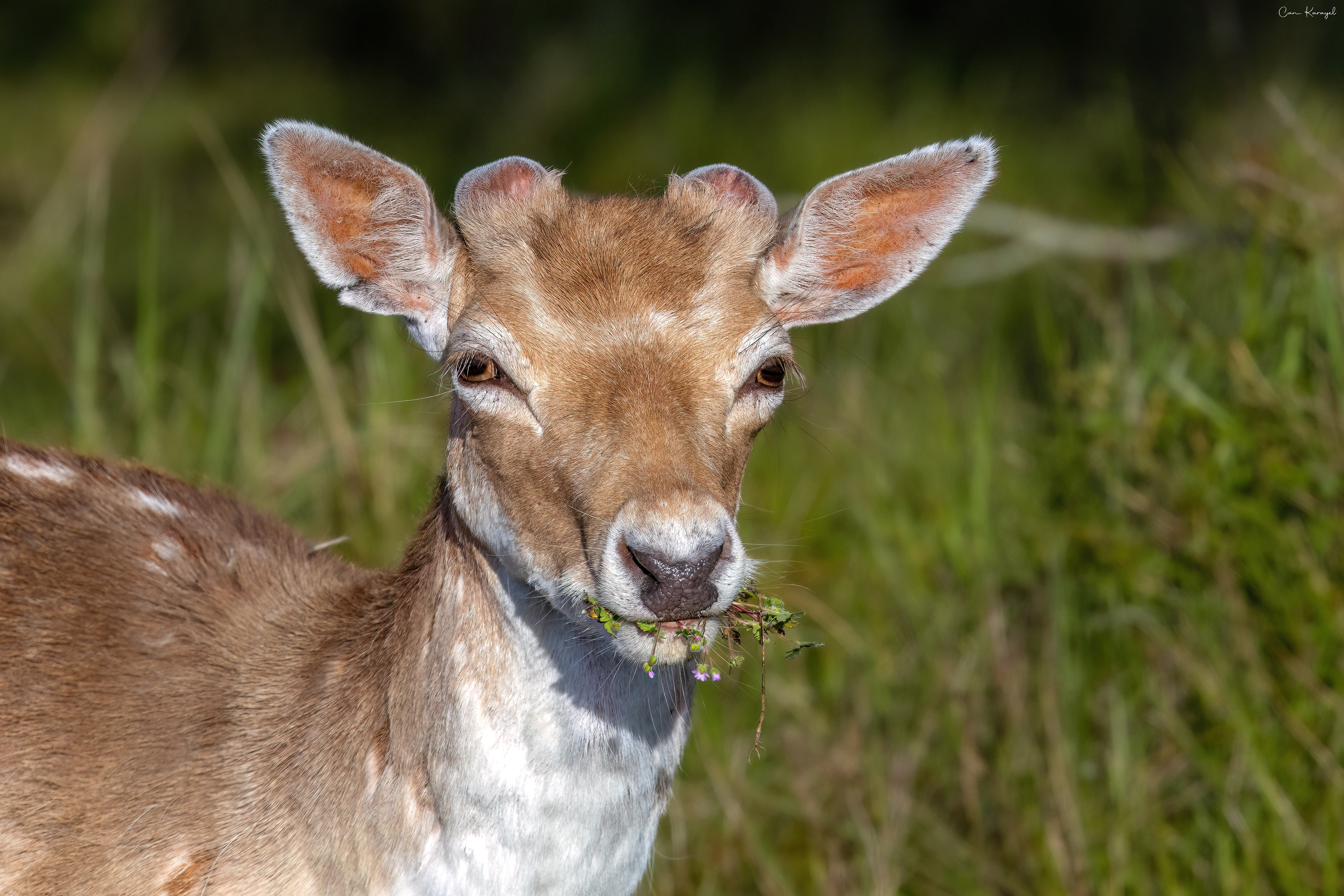 Fallow Deer / AMSTERDAM